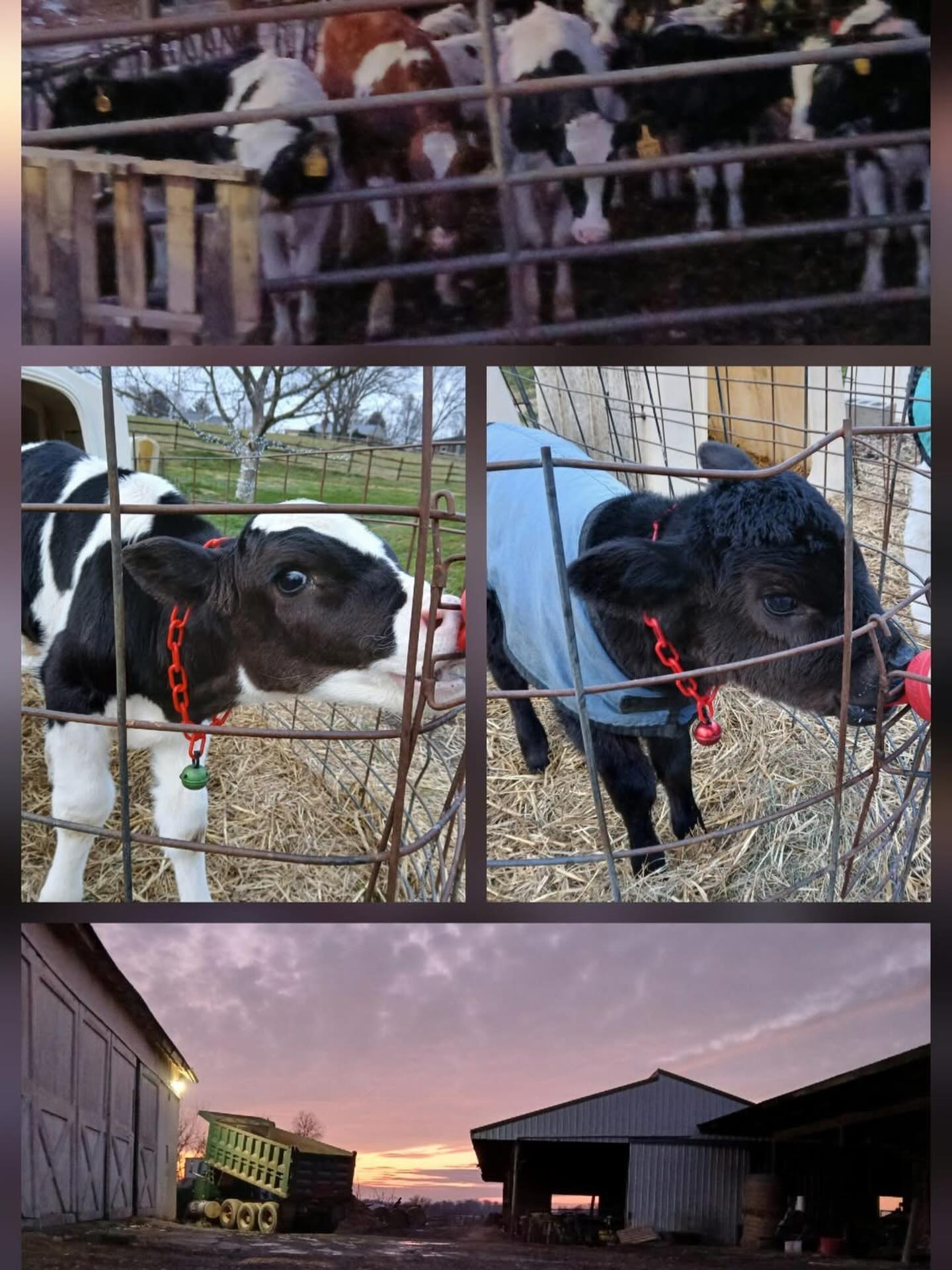 Perrydell Farm and Dairy York