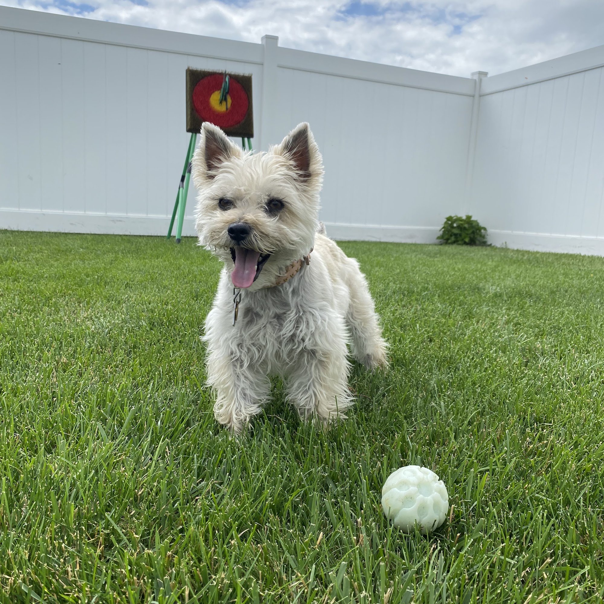 Bow Wow & Meow Pet Grooming York