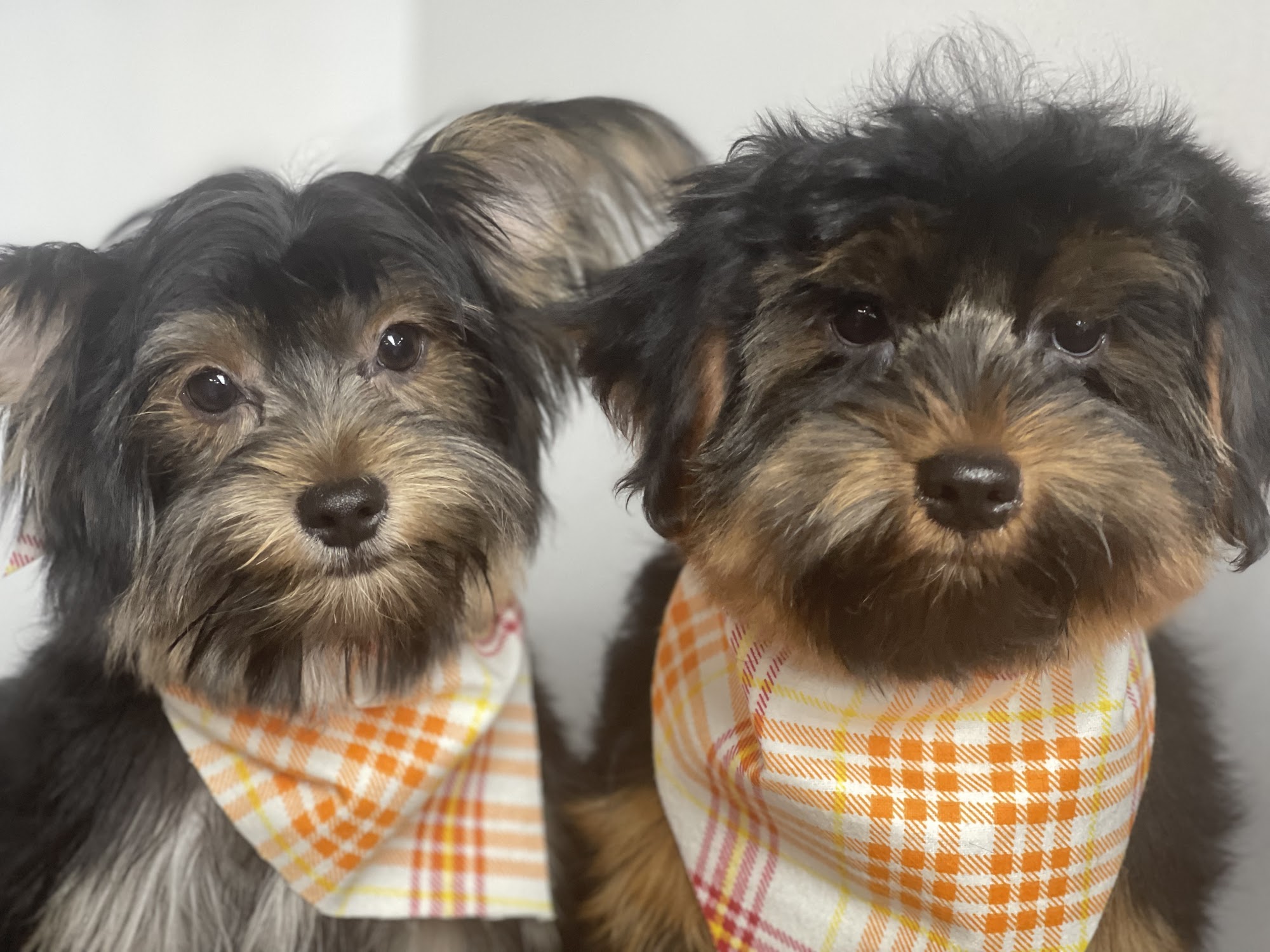 SNIFFANY'S of YORK York