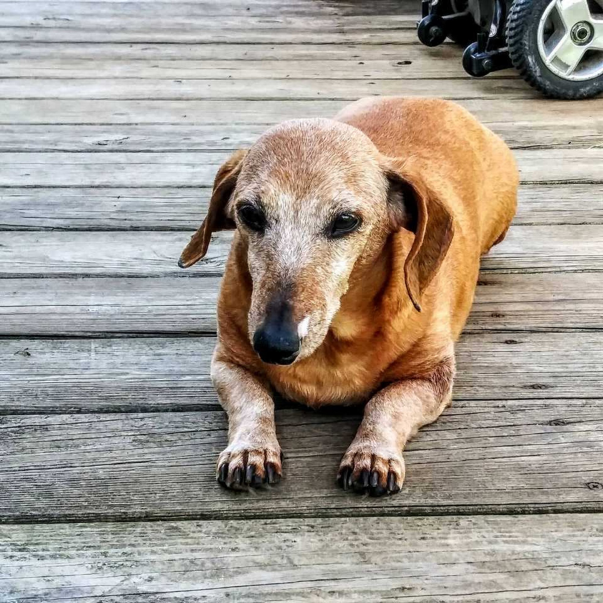 Leader Heights Animal Hospital: Aiello Jennifer A DVM York