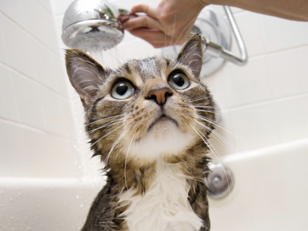 Chico - Boutique d'animaux | Boucherville Boucherville