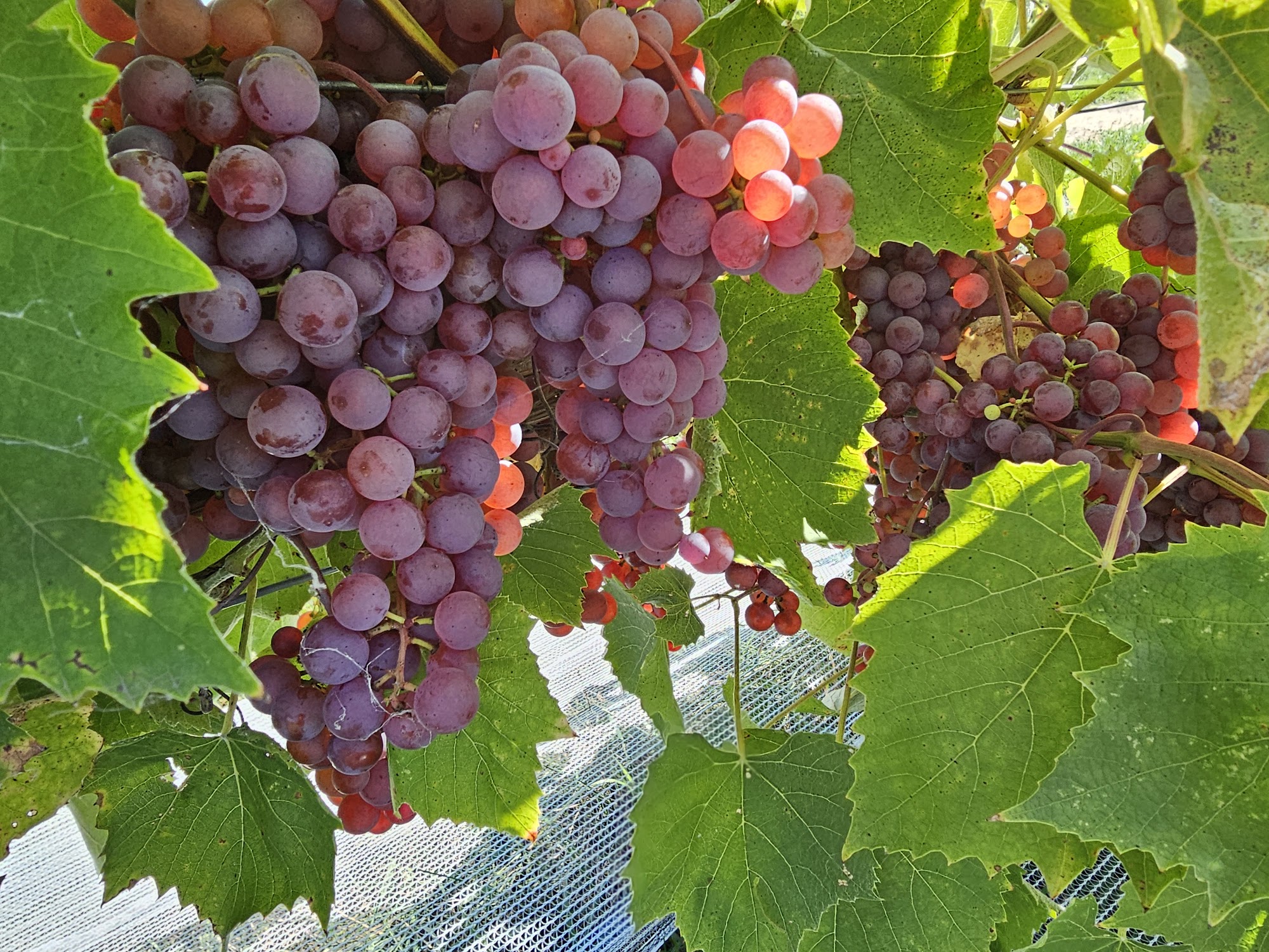 Vignoble Chambordais St-Vincent Menu