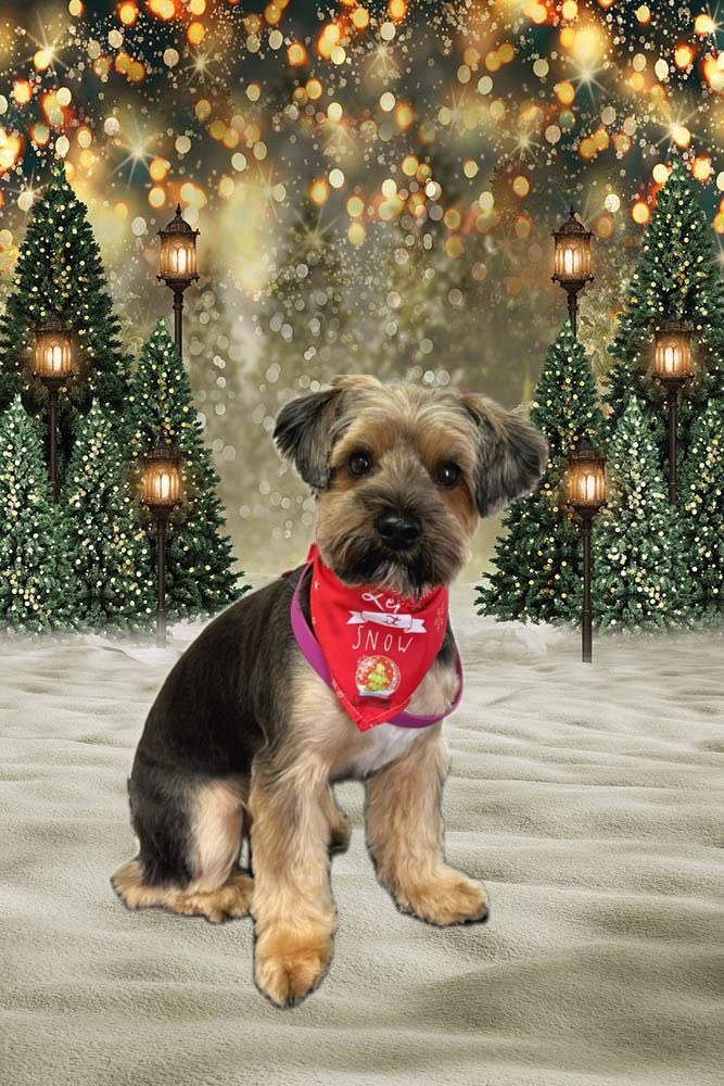 Salon Toilettage Doly