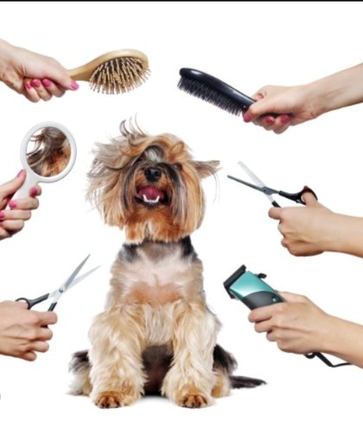 Pampered Pets Dorval