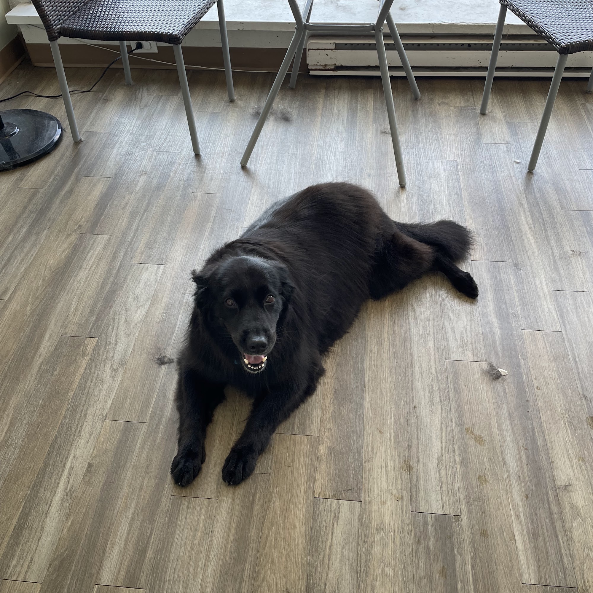 Pampered Pets Dorval