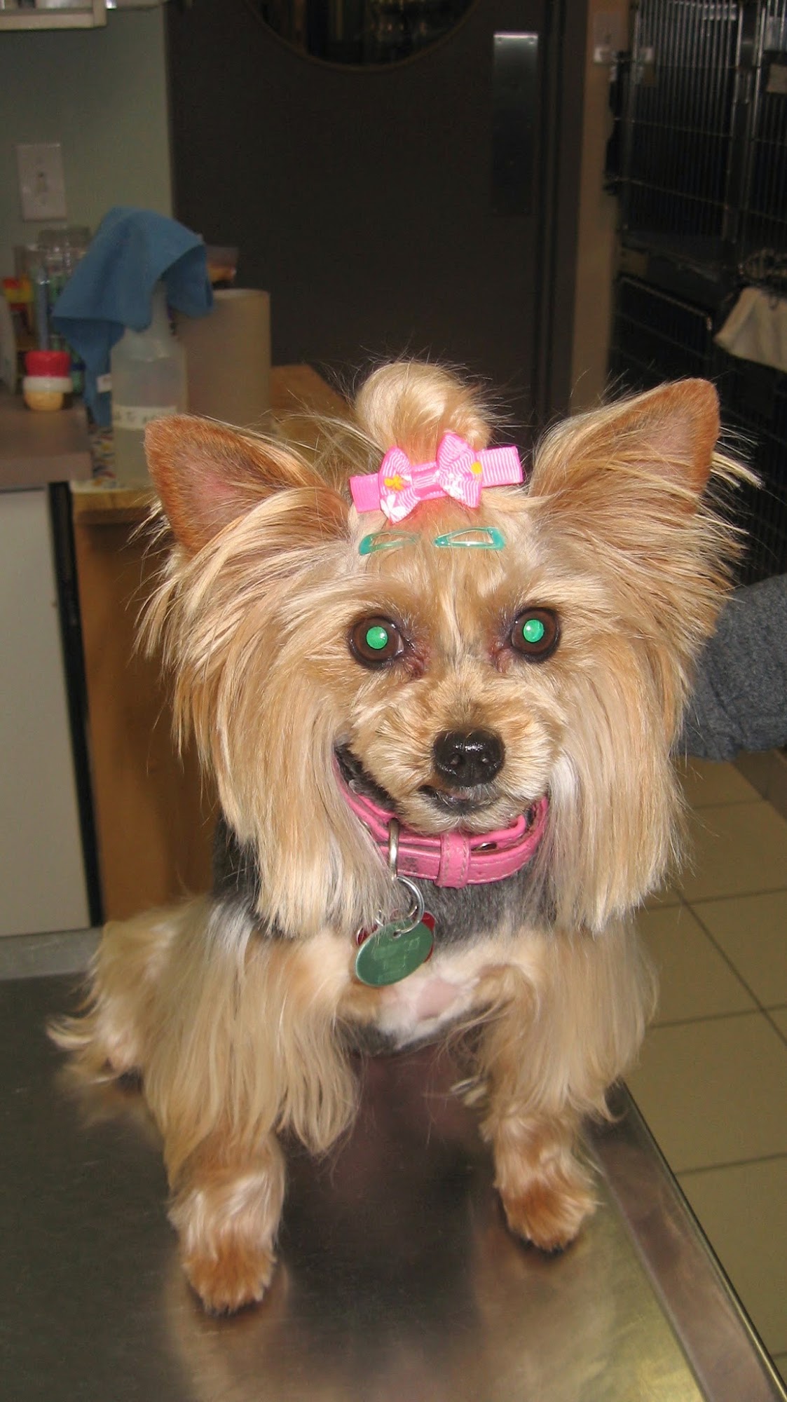 Veterinary Hospital Taché Gatineau