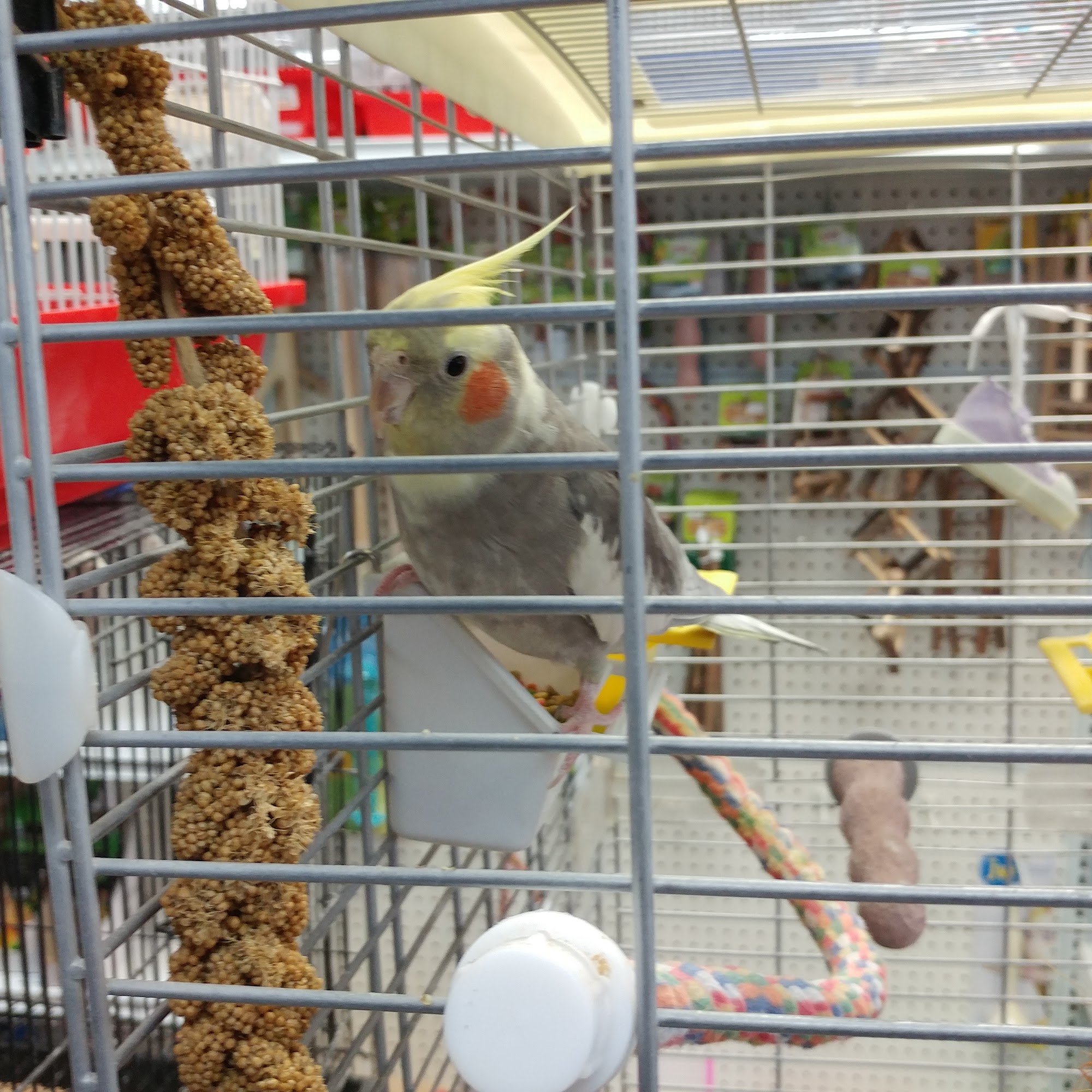 Animalerie Quatre Pattes & Cie Gatineau