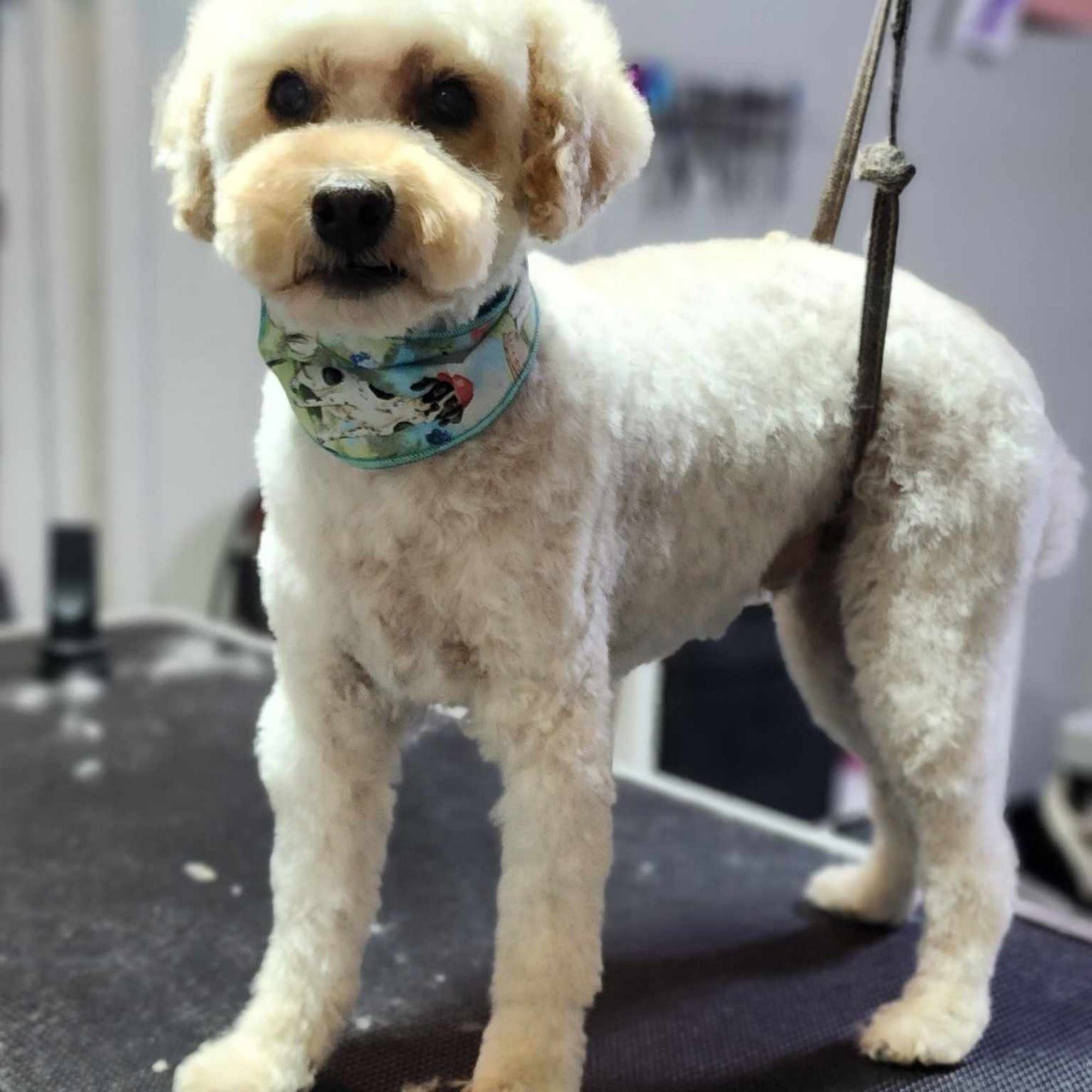 COMPAGNONS QUATRE PATTES - Toilettage Animalier Gatineau