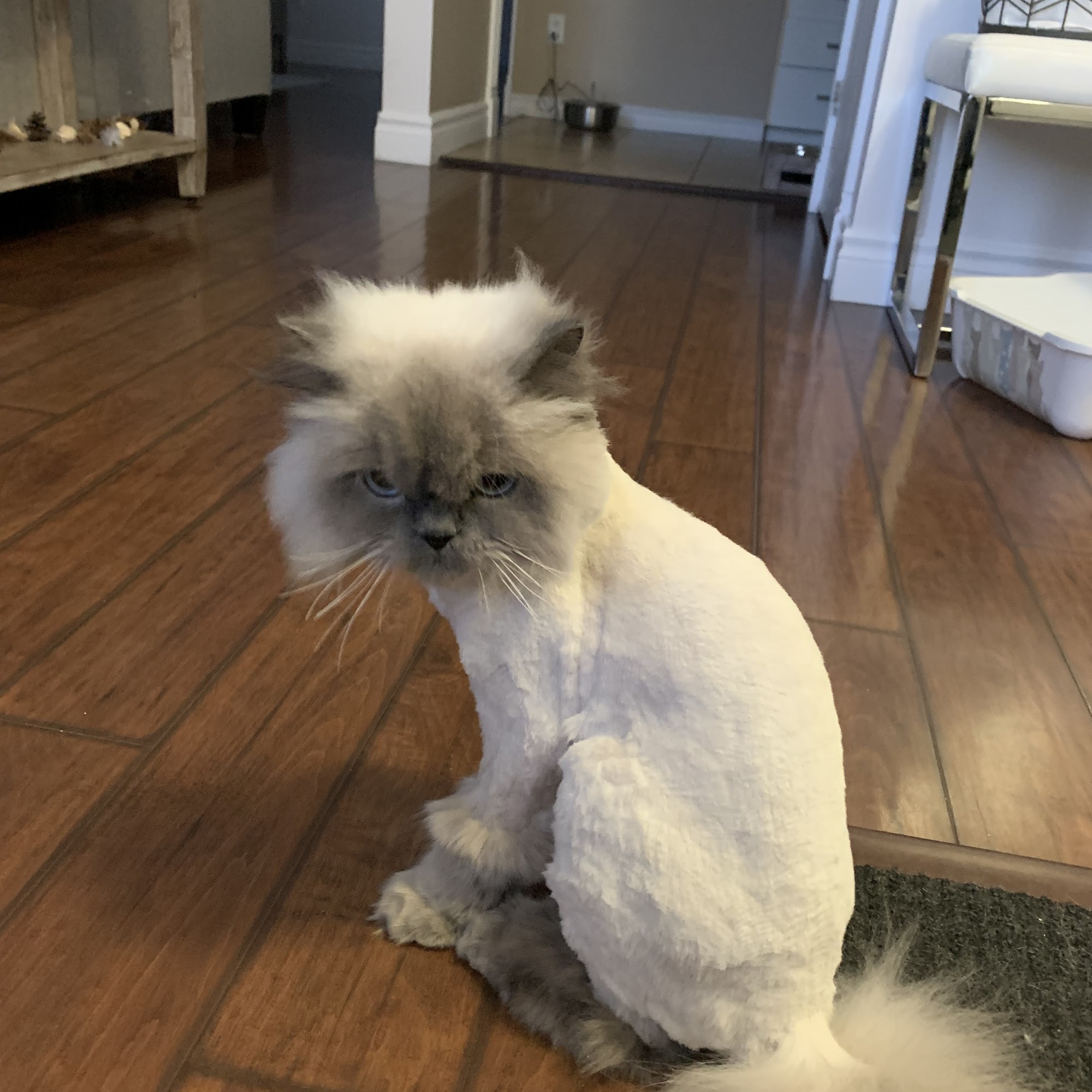 BOPOIL Toilettage et Boutique Gatineau