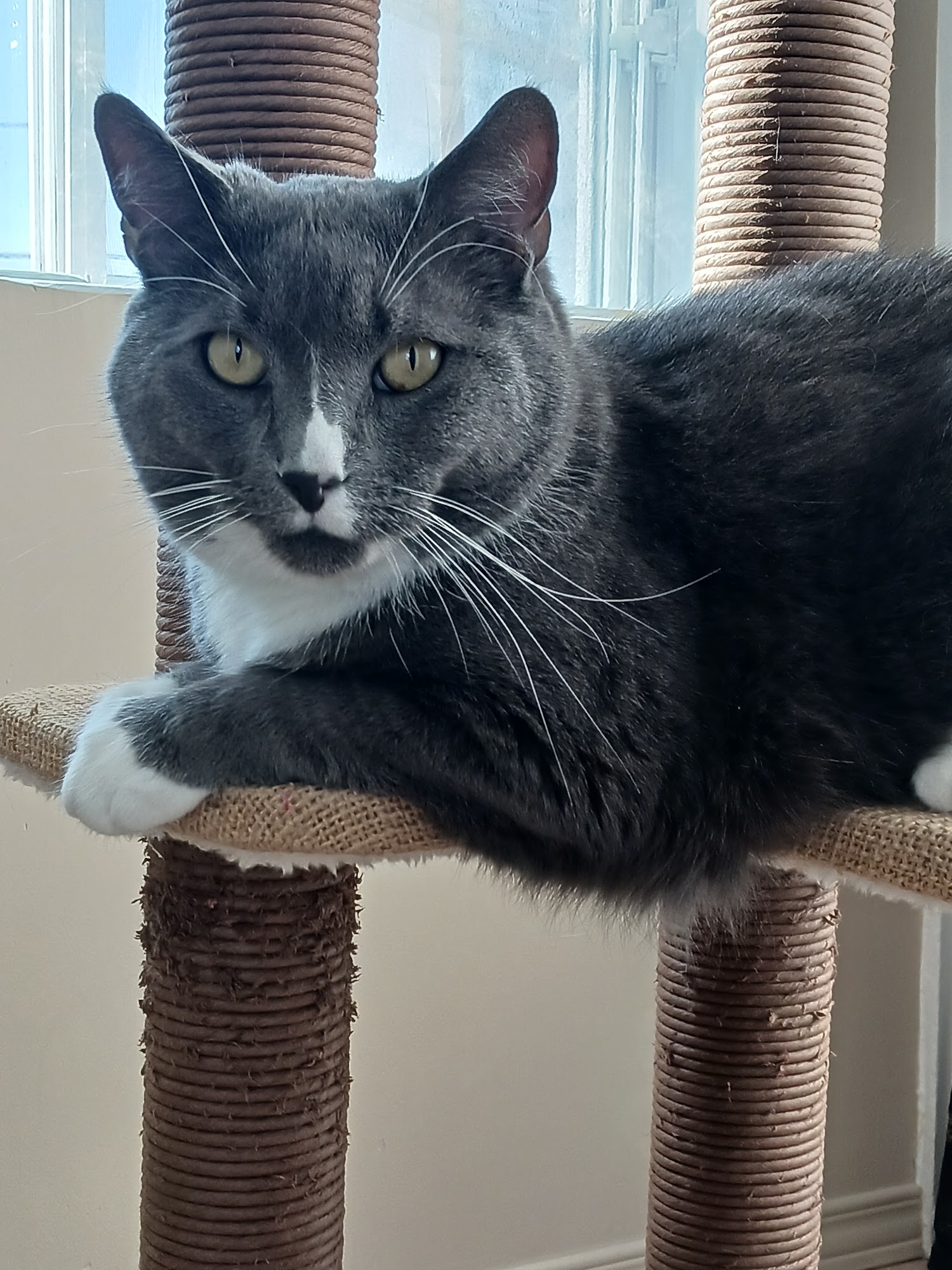 SPCA Saguenay (SPCA Saguenay Jonquière) Jonquiere