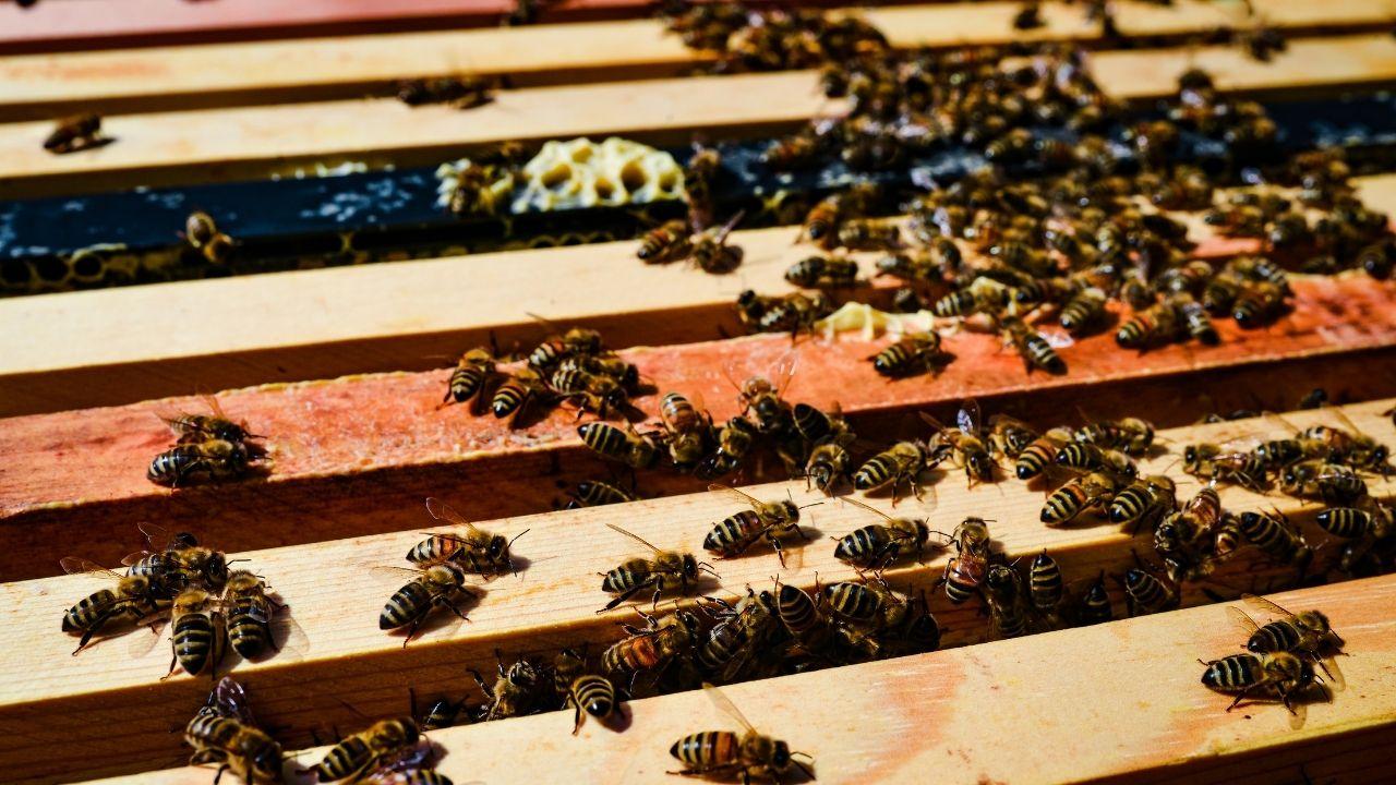 Miel Boréal La Doré