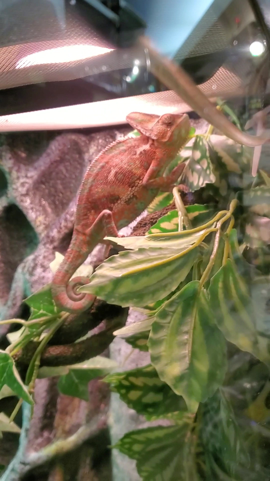 Centre d'animaux Nature (Lasalle) Lasalle