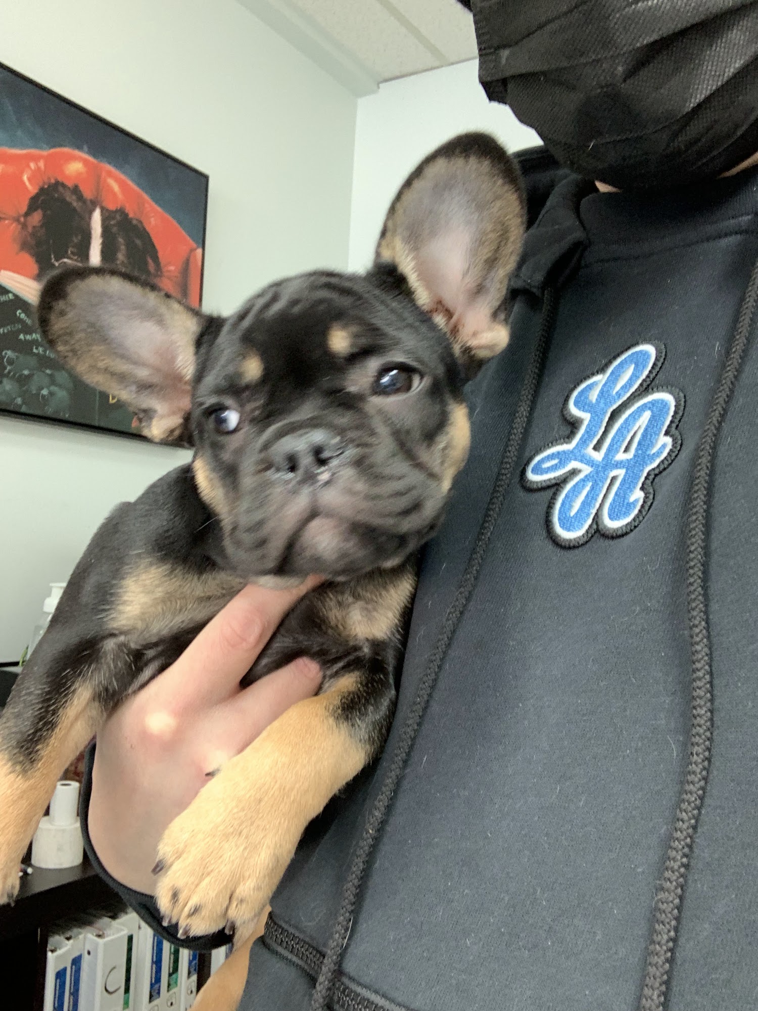 La Maison Du Chien Laval