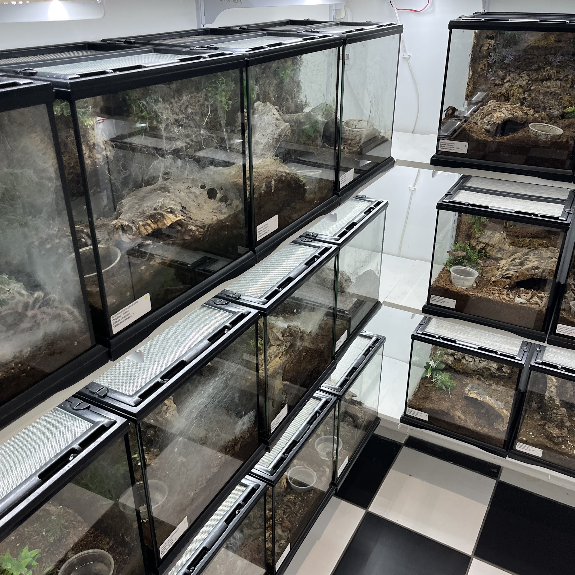 Tarantula Canada Laval