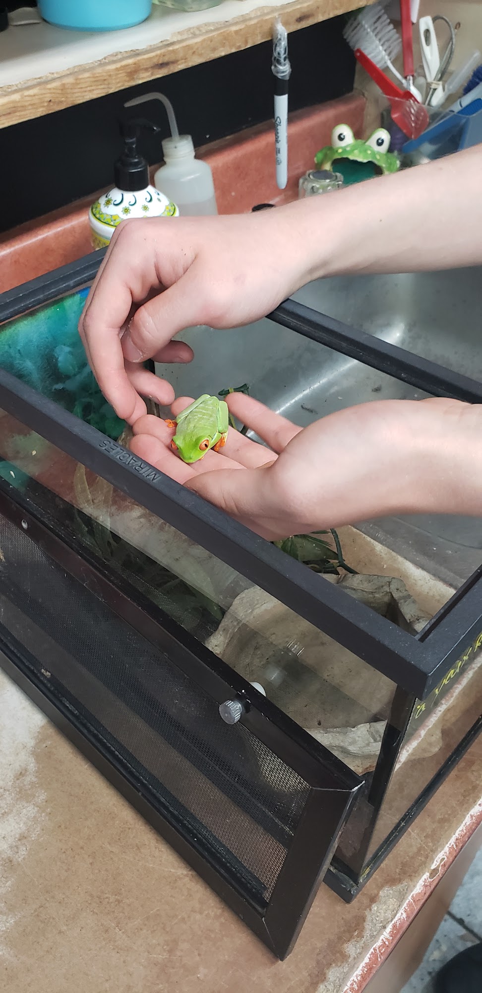 Animalerie Aquanimo Longueuil