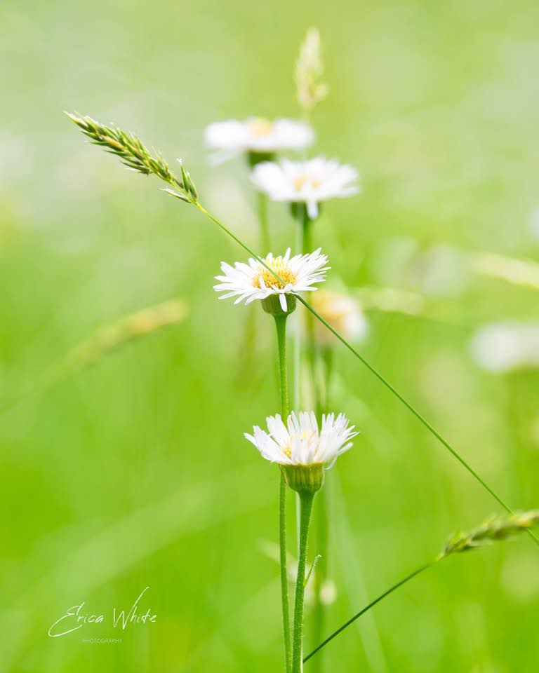 Erica White Photographe