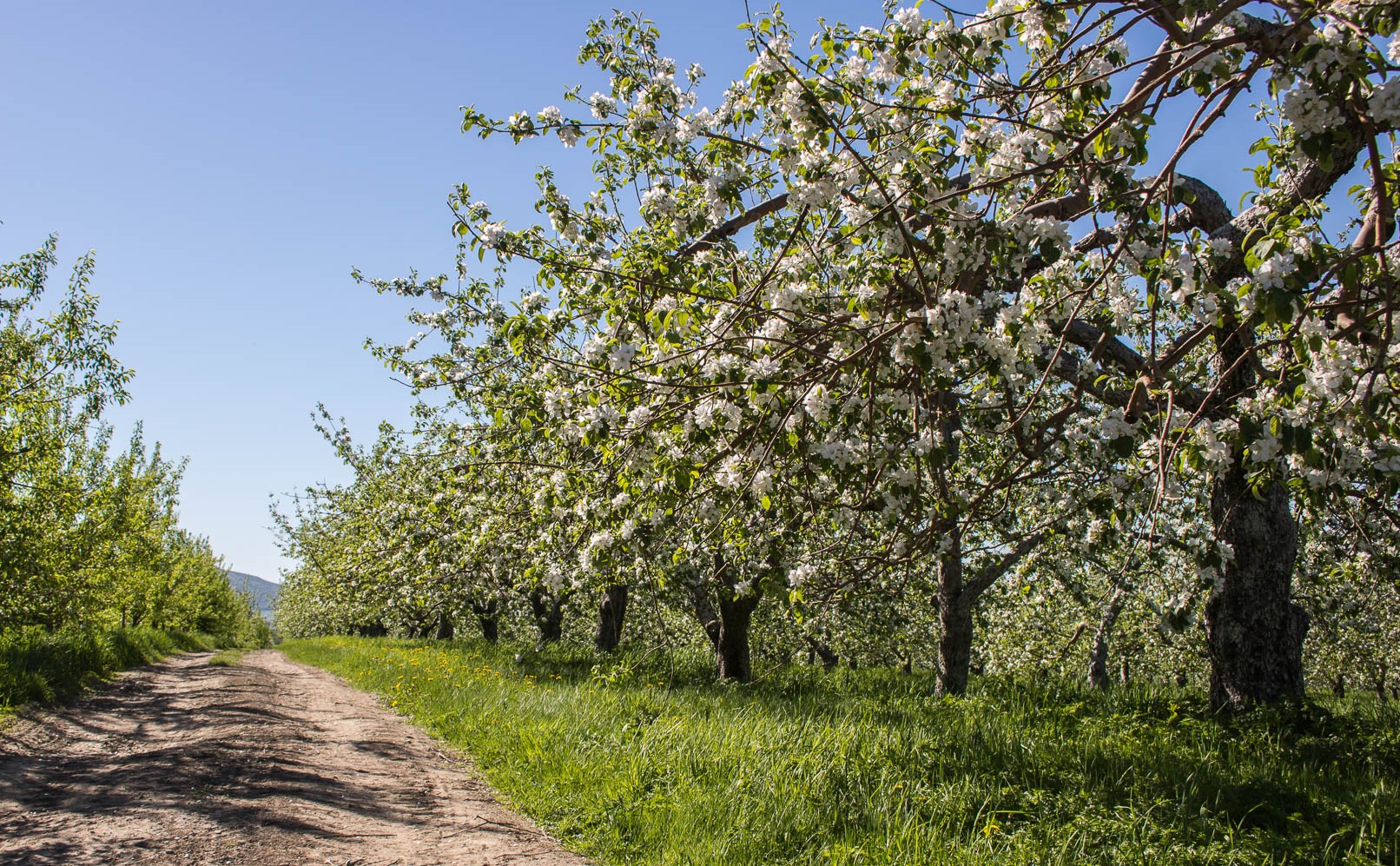 Petit et Fils - Verger et Cidrerie Menu