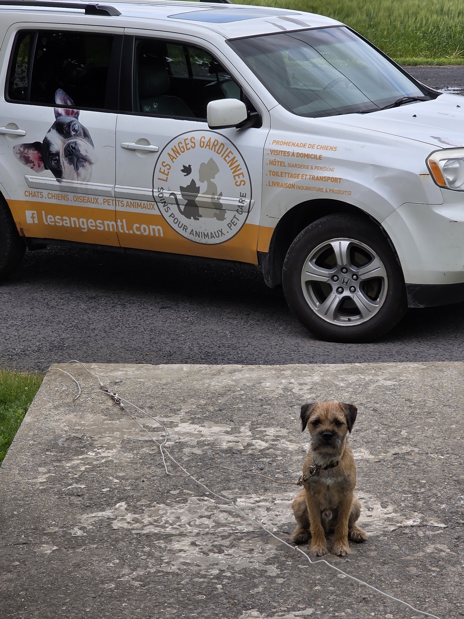 Les Anges Gardiennes Pet Care Montreal