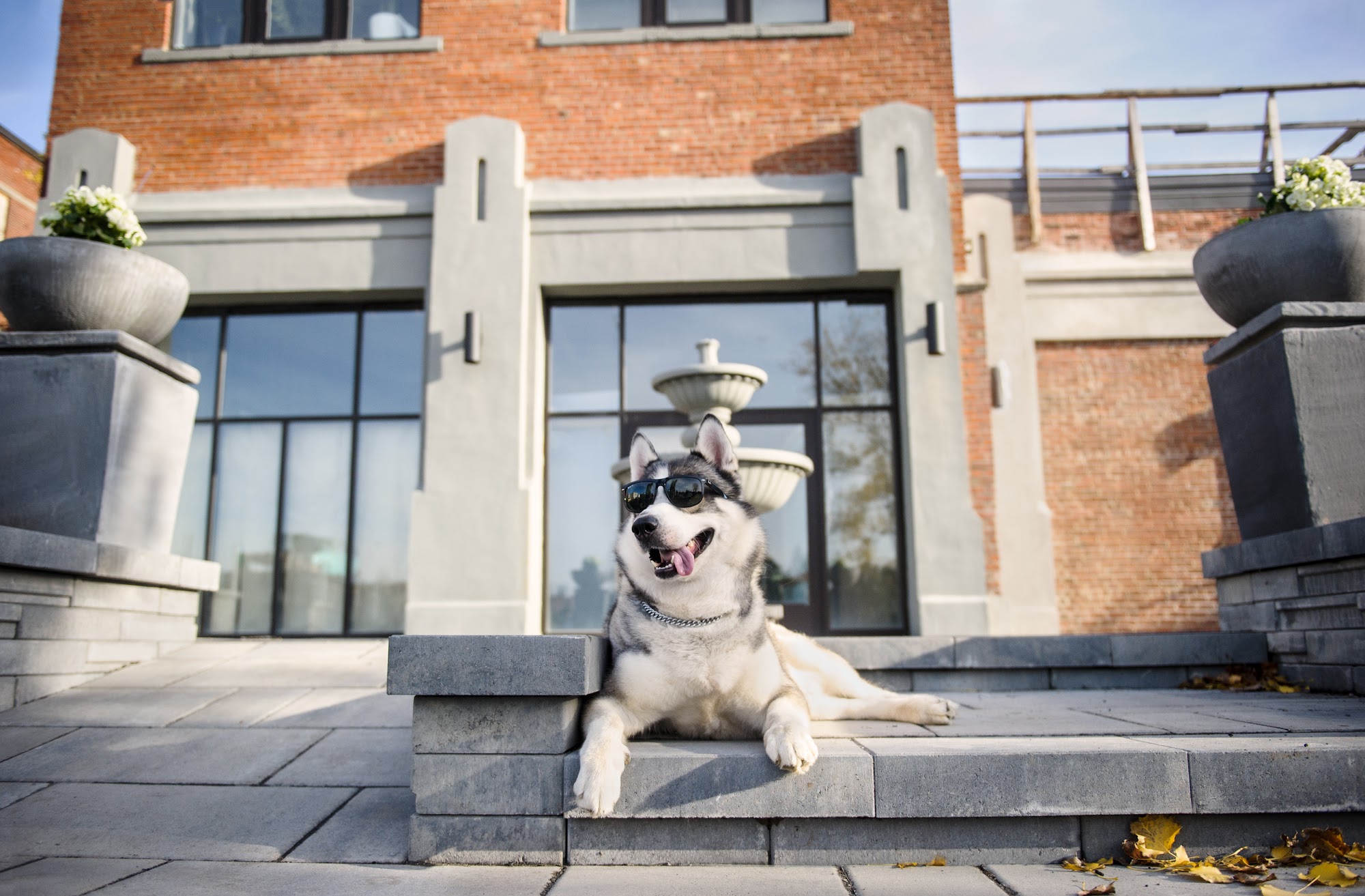 DOGGIEVILLE MTL , Dog Daycare Dog Hotel Pet Groomer Montreal Montreal