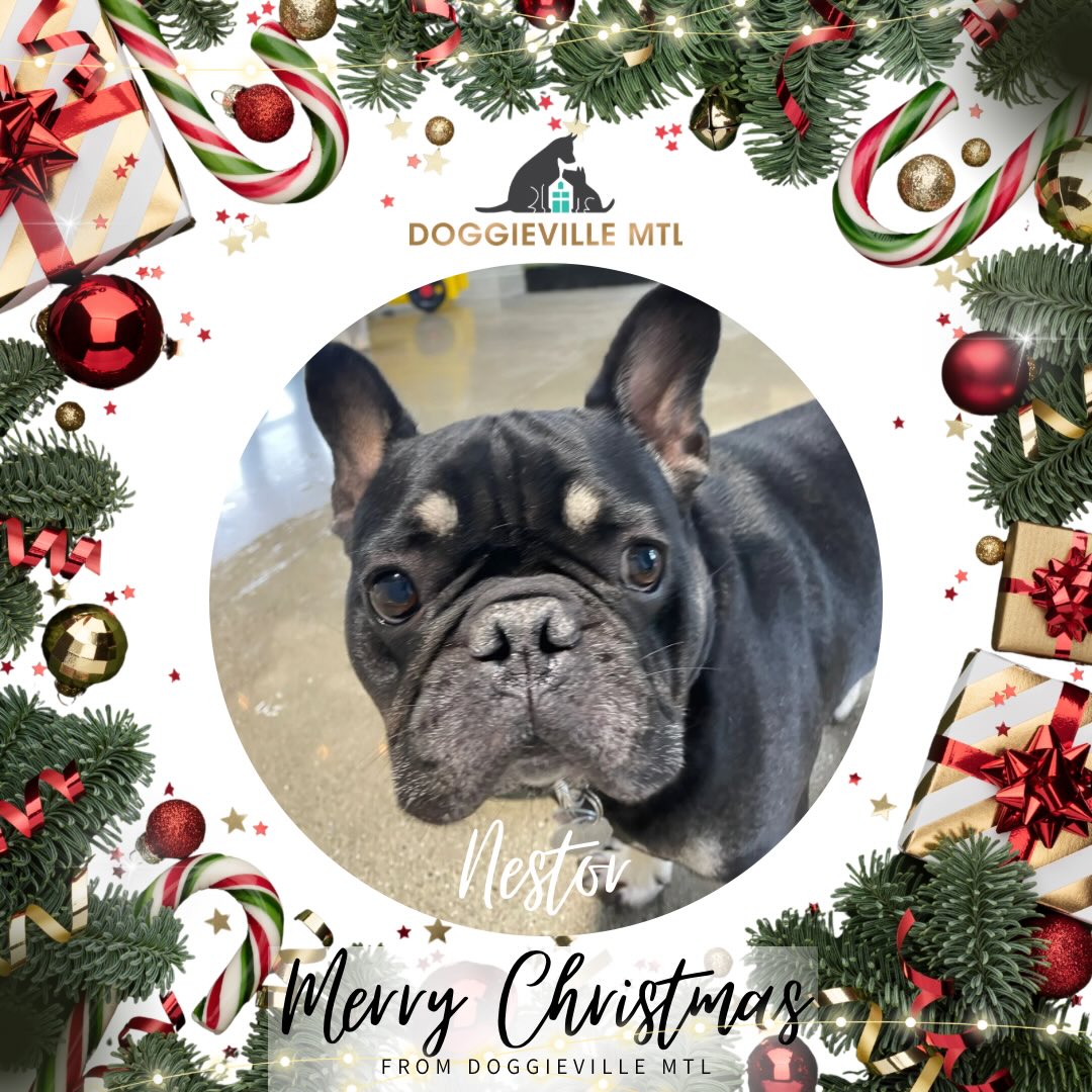 DOGGIEVILLE MTL , Dog Daycare Dog Hotel Pet Groomer Montreal Montreal