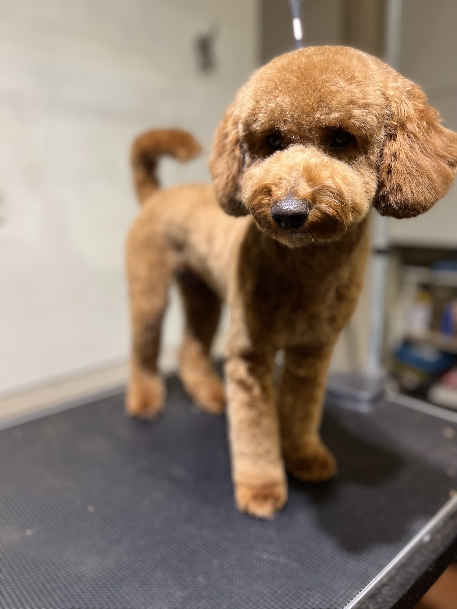 Animalerie Too Zoo Inc Montreal