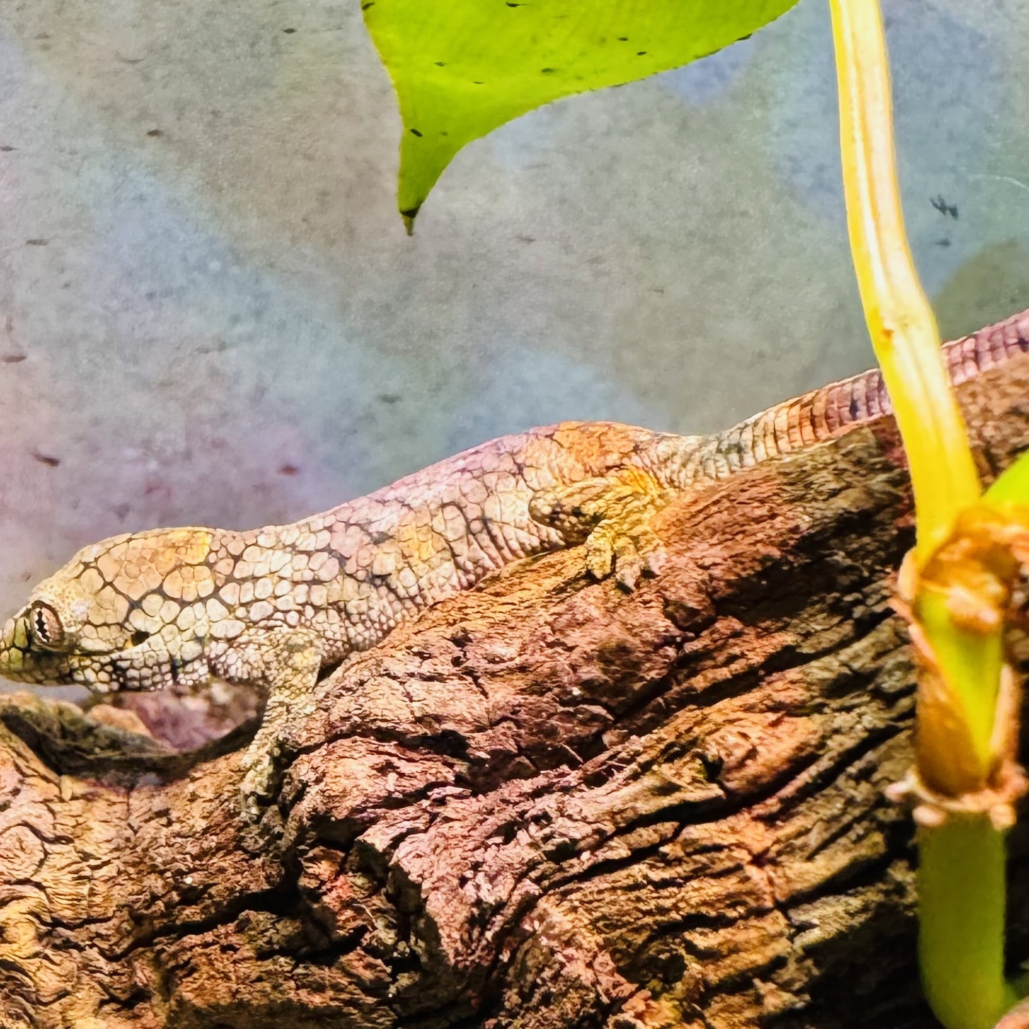 Aquarium Du Nord Montreal