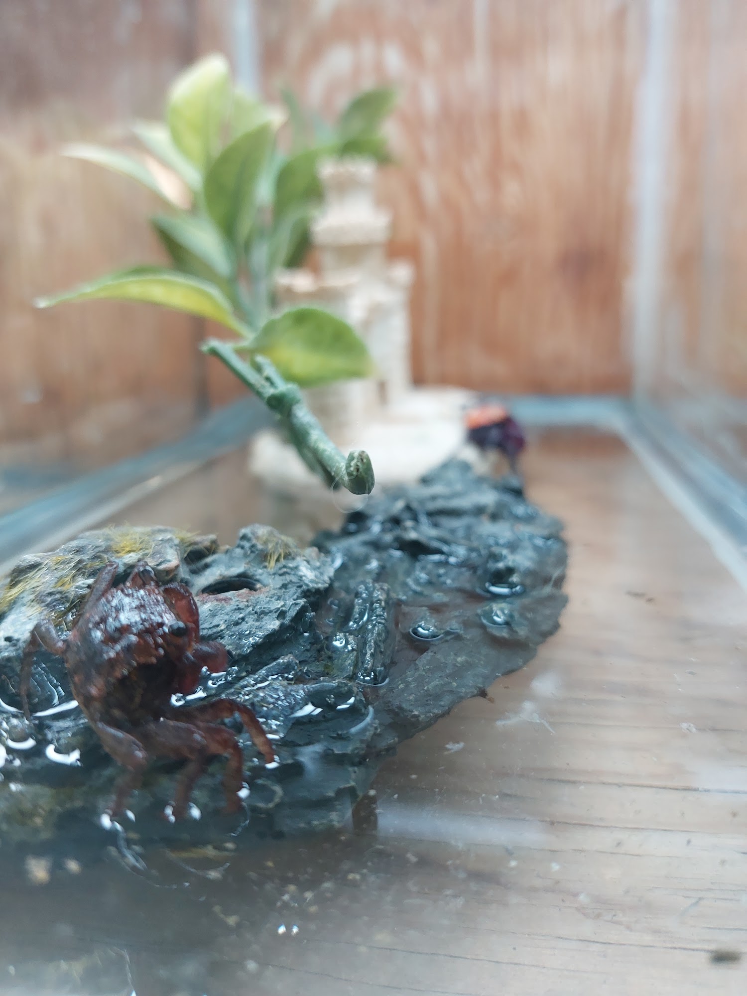 Magazoo The Universe Of Reptiles Montreal