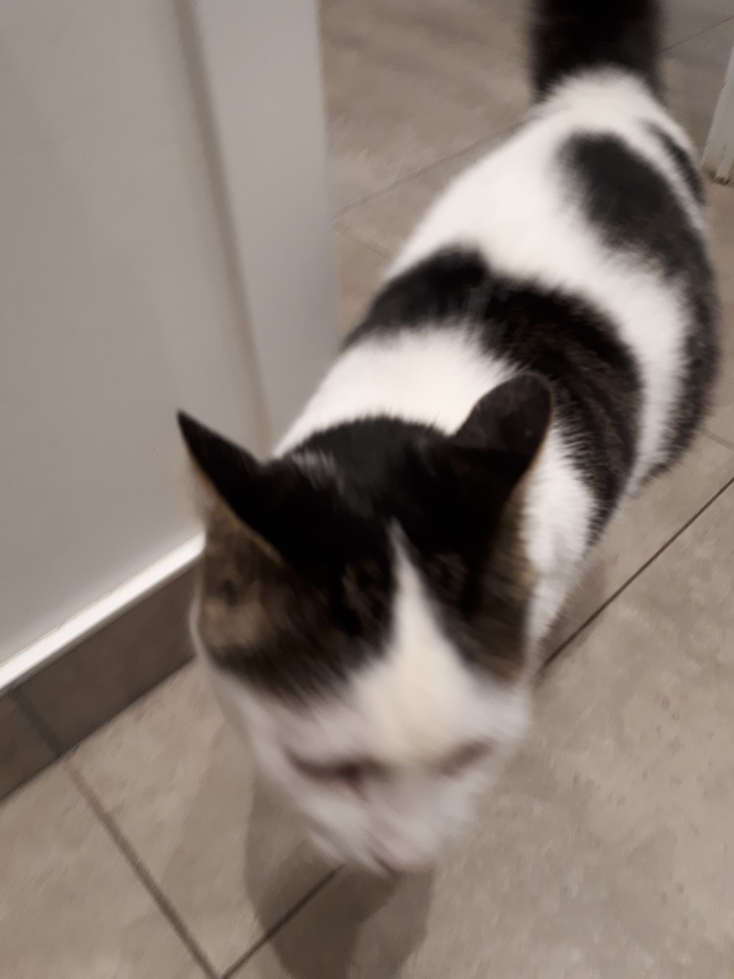 Clinique Veterinaire Pillet Montreal