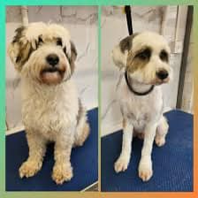 Centre Professionnel Canin Montreal