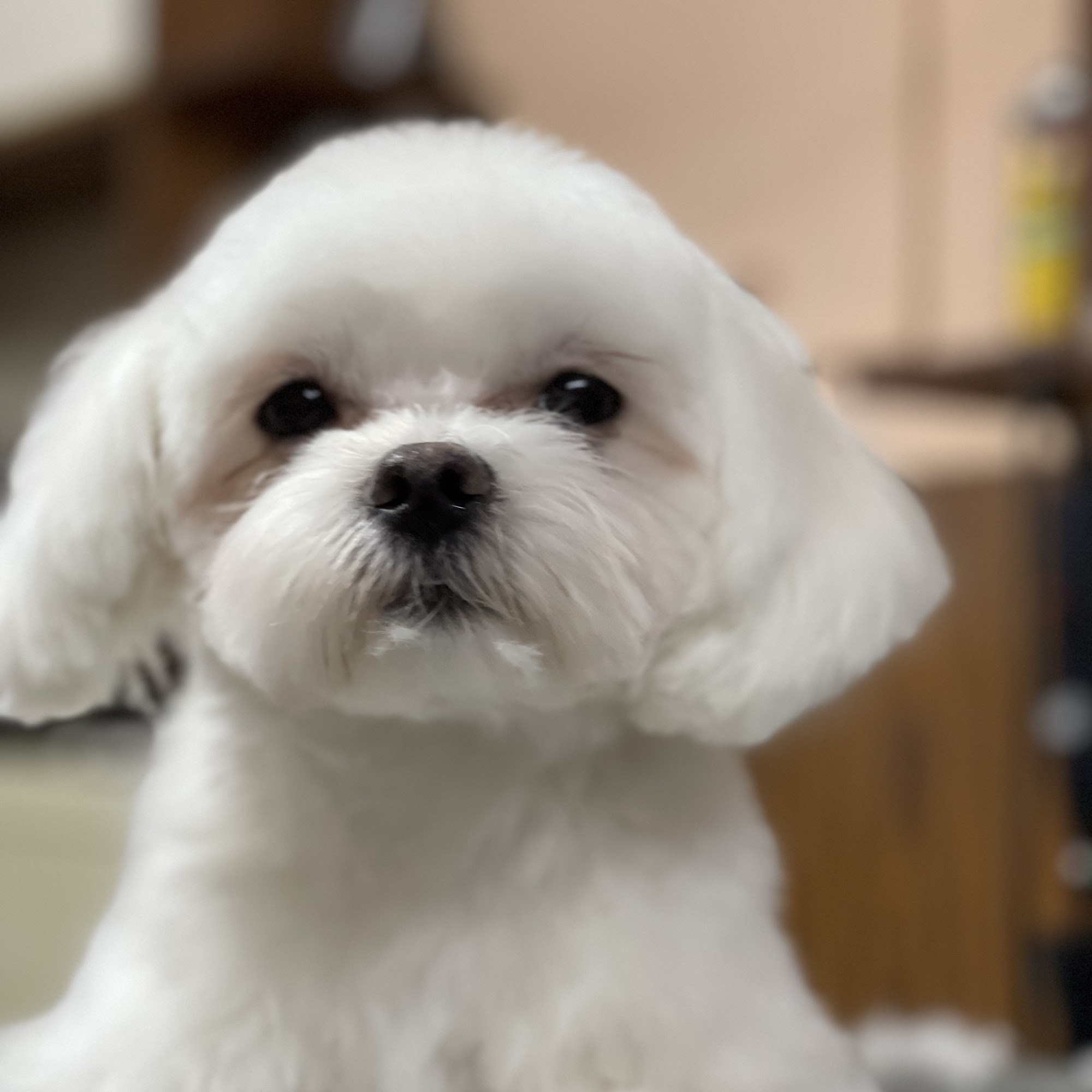 Monsieur Jeannot Montreal