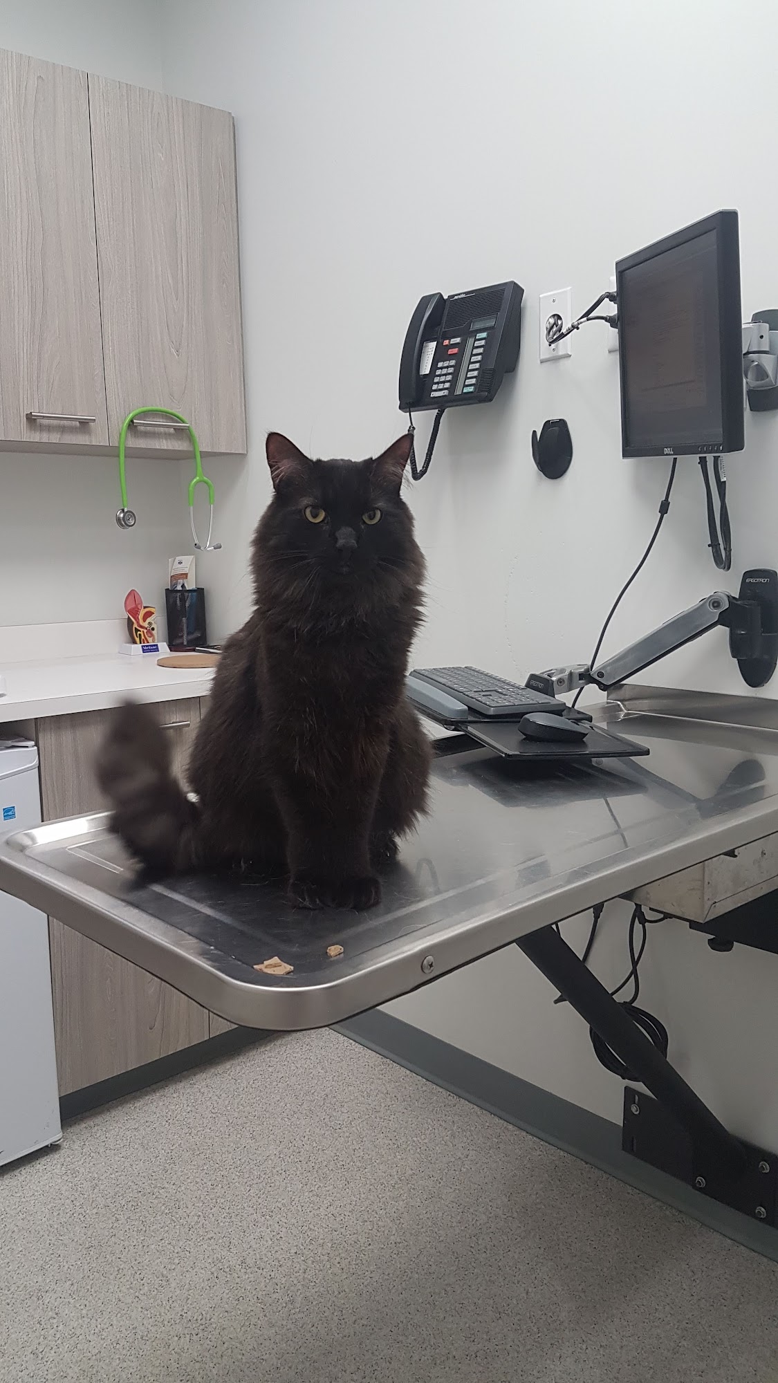 Hôpital Vétérinaire du Nord Montreal