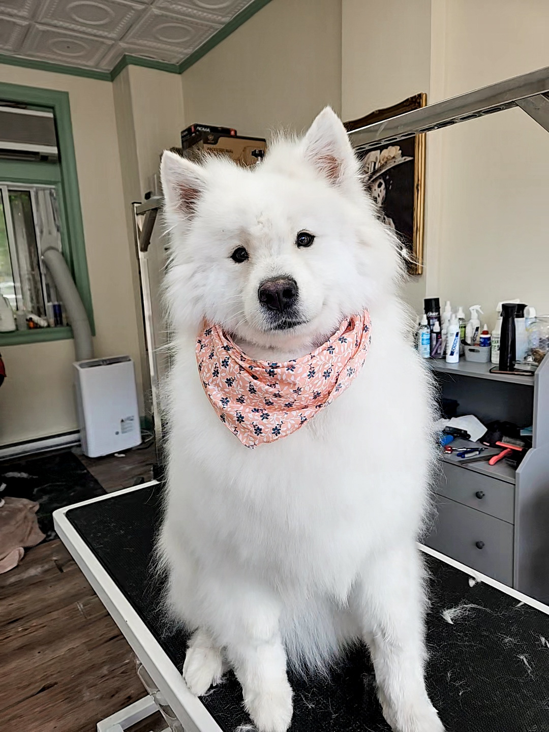 Toilettage Les Aristo'chiens Montreal