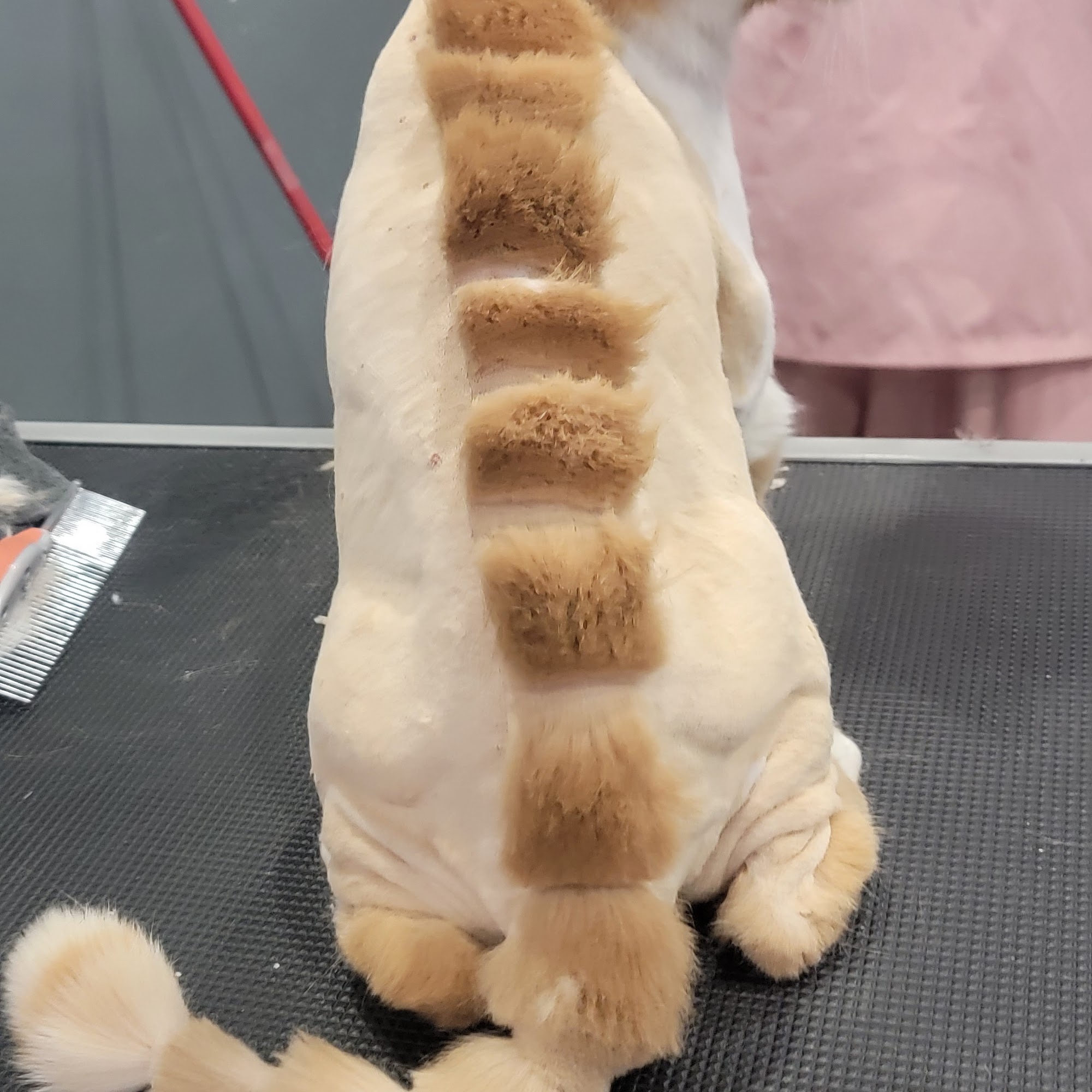 Animalerie Le Cameleon Outremont