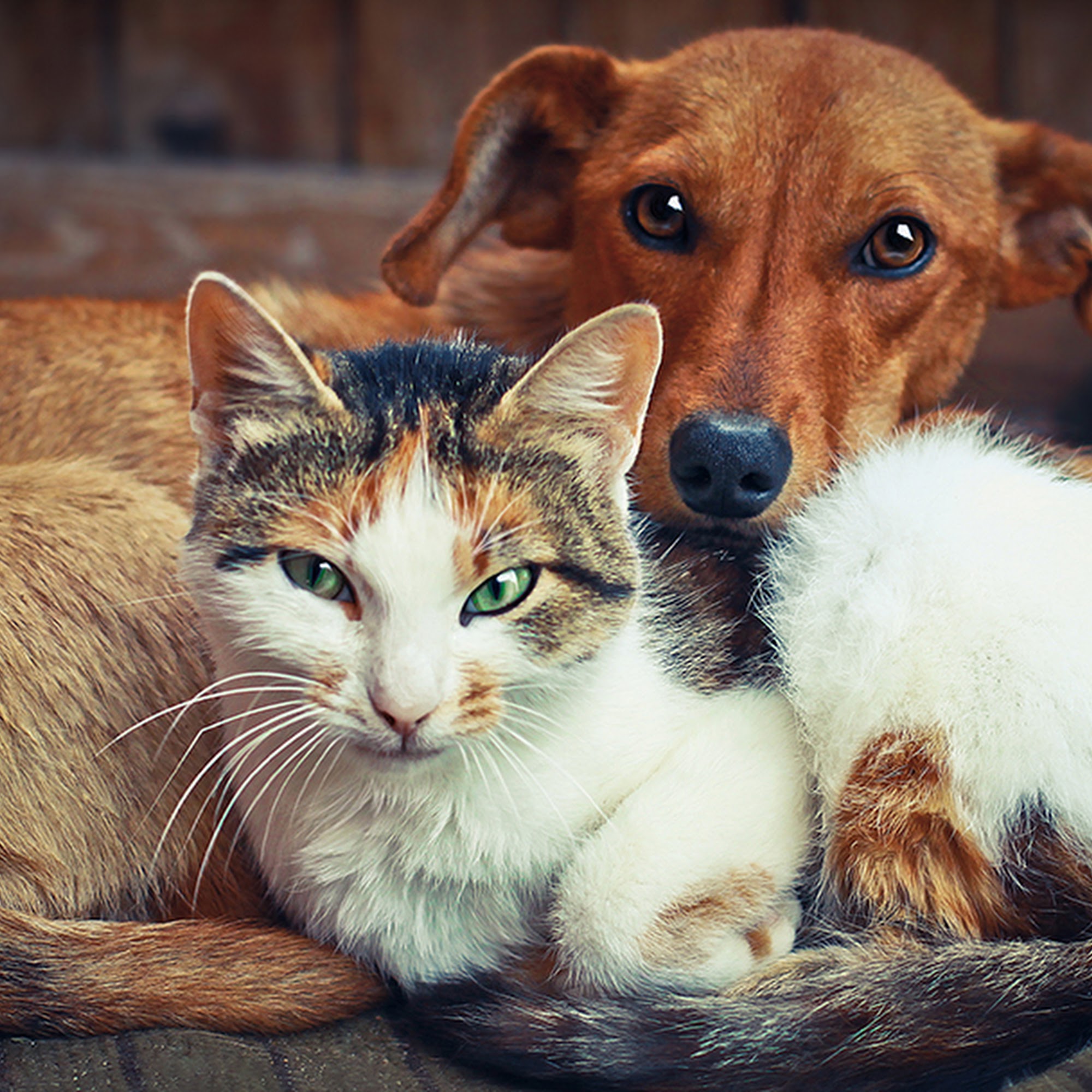 Mondou Pierrefonds-Roxboro