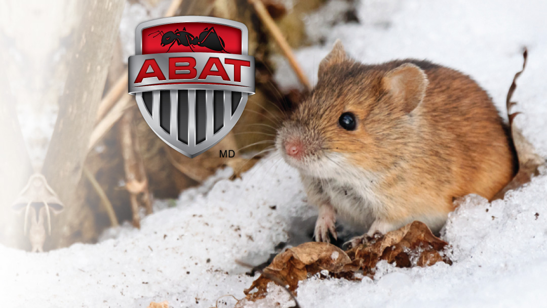 Abat Extermination L'Ancienne-Lorette 5252 Bd Wilfrid-Hamel #215, Québec Quebec G2E 2G9