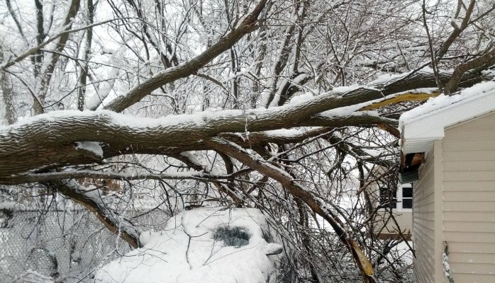 Malone Tree Service D'Arbres