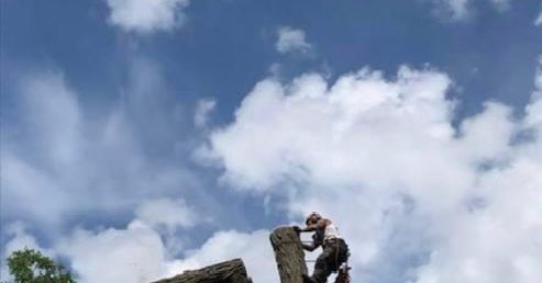 Malone Tree Service D'Arbres