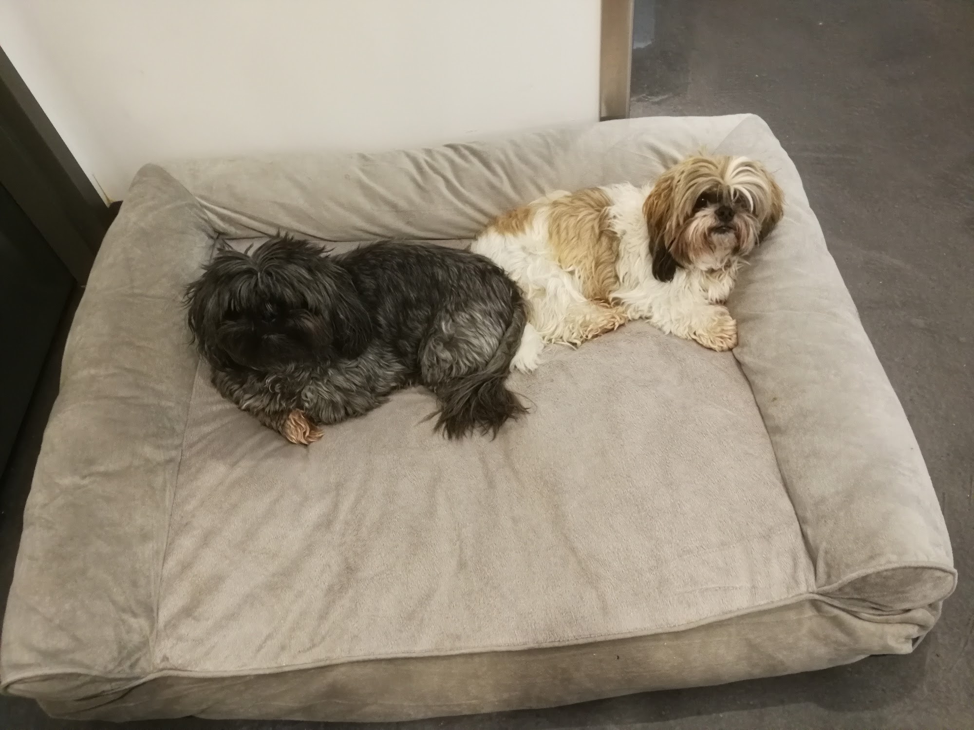 Rêves Canins Saint-Eustache