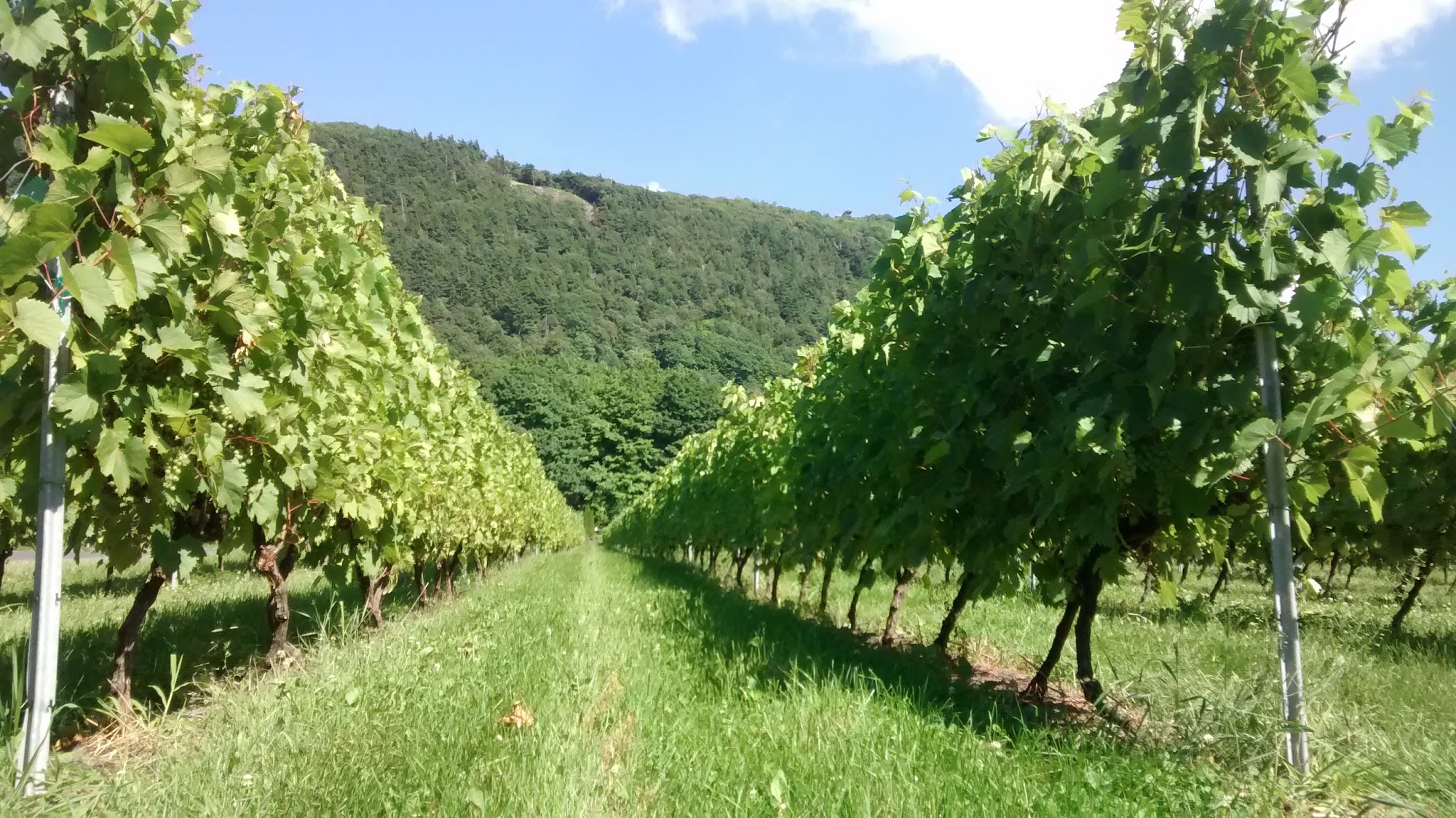 Vignoble Les Petits Cailloux Menu