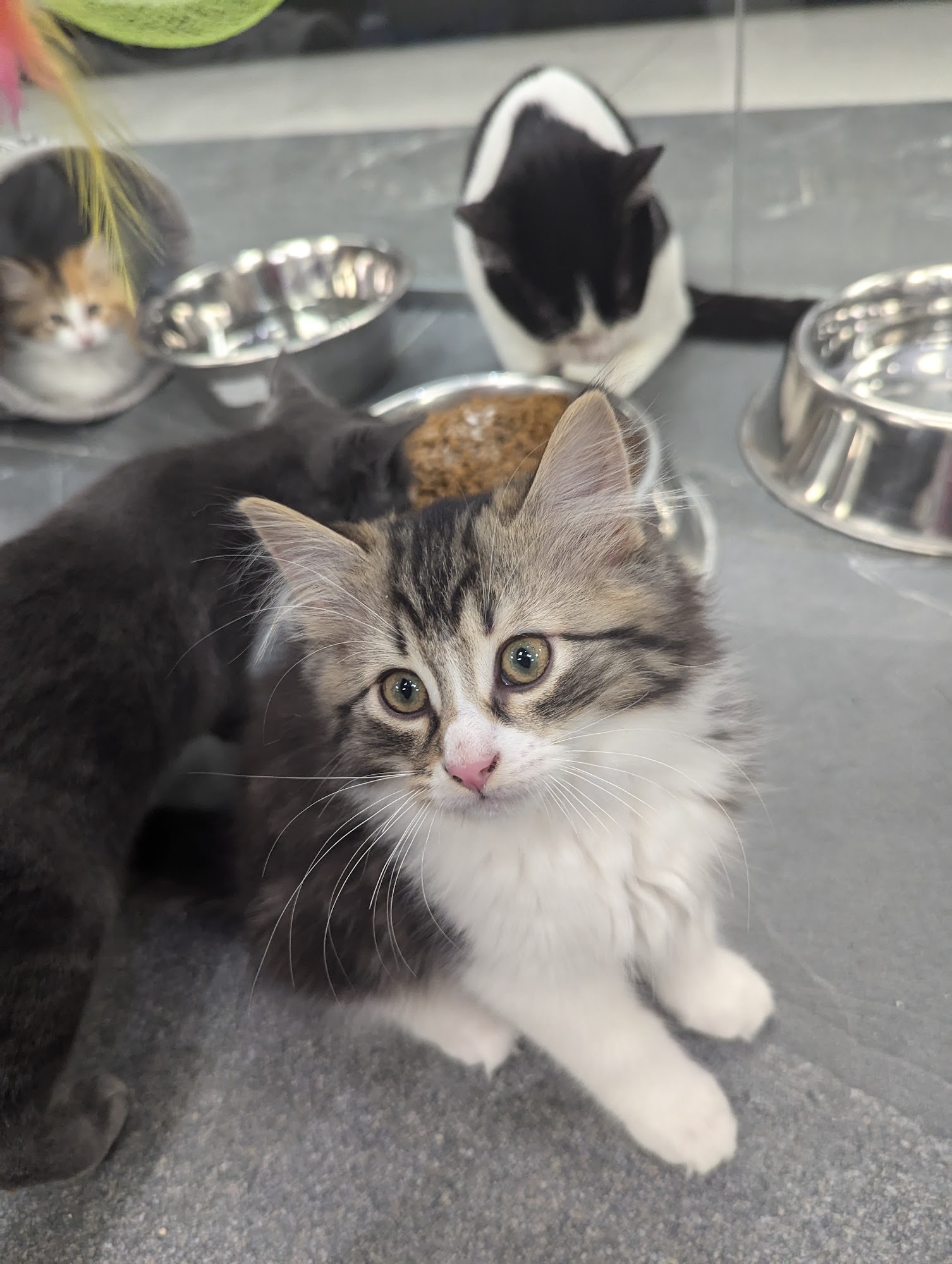 Pet Animal Domain Trois-Rivieres