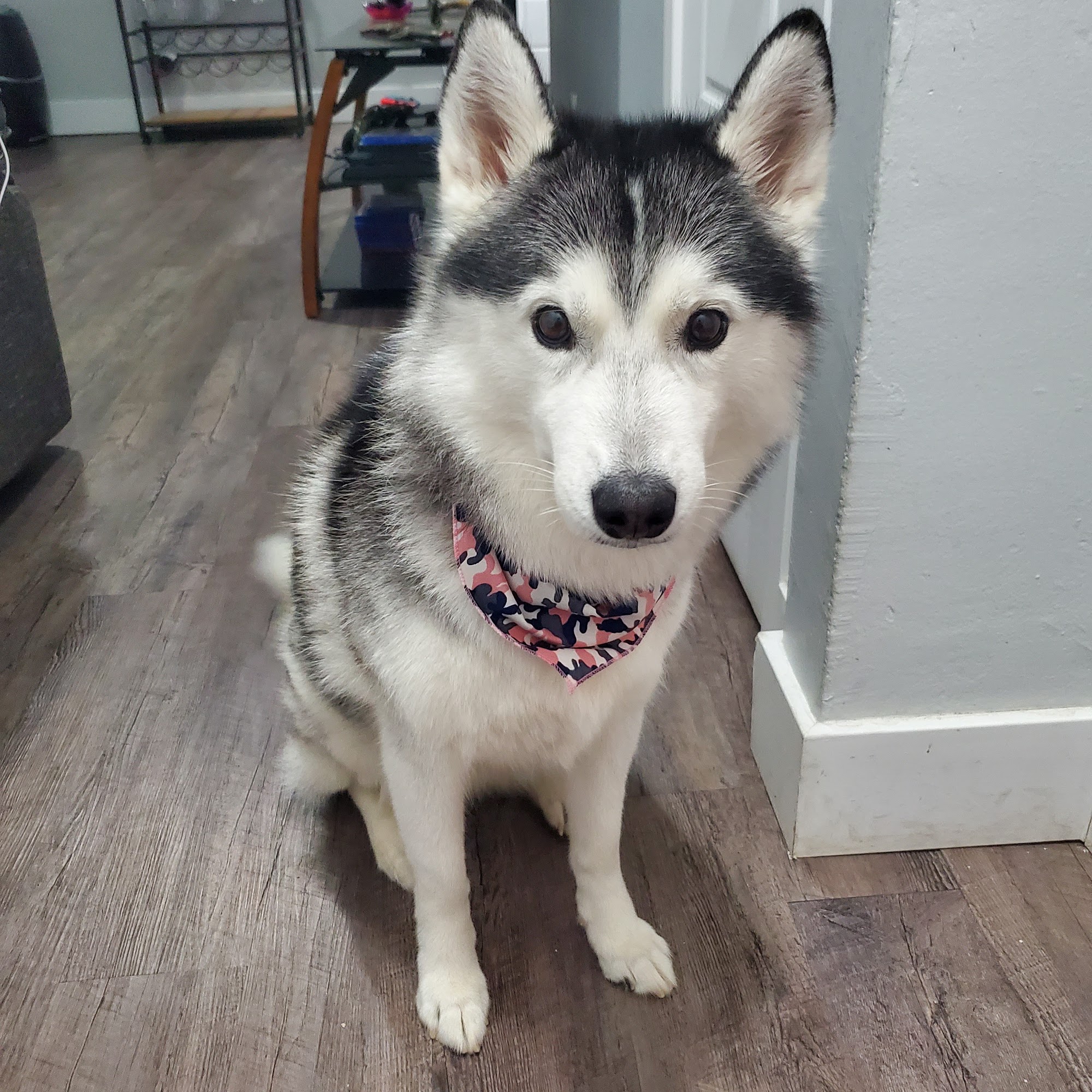 Coquette Et Finegueule Animalerie avec toilettage Verdun