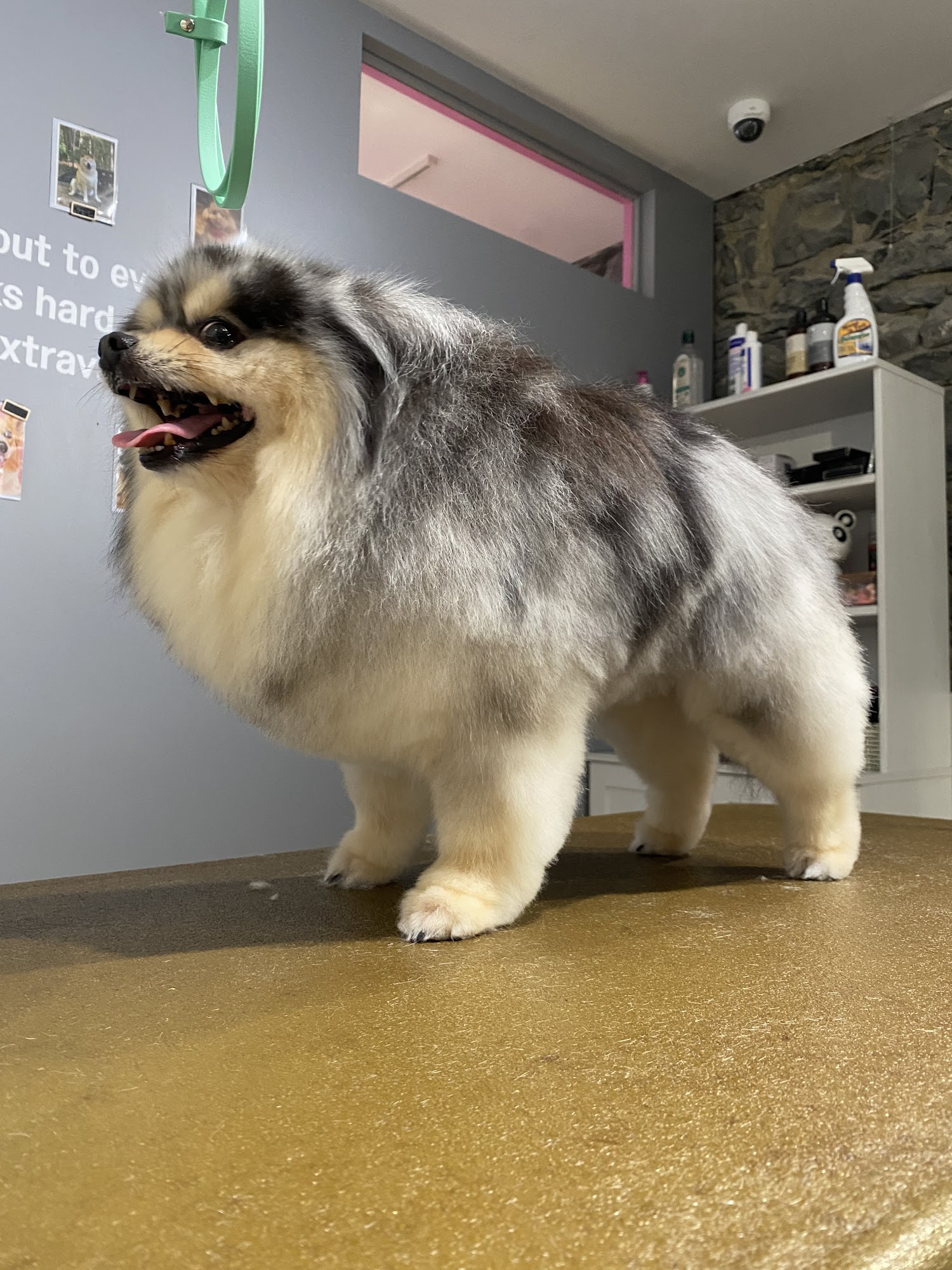 Pampered Pets of Westmount Westmount