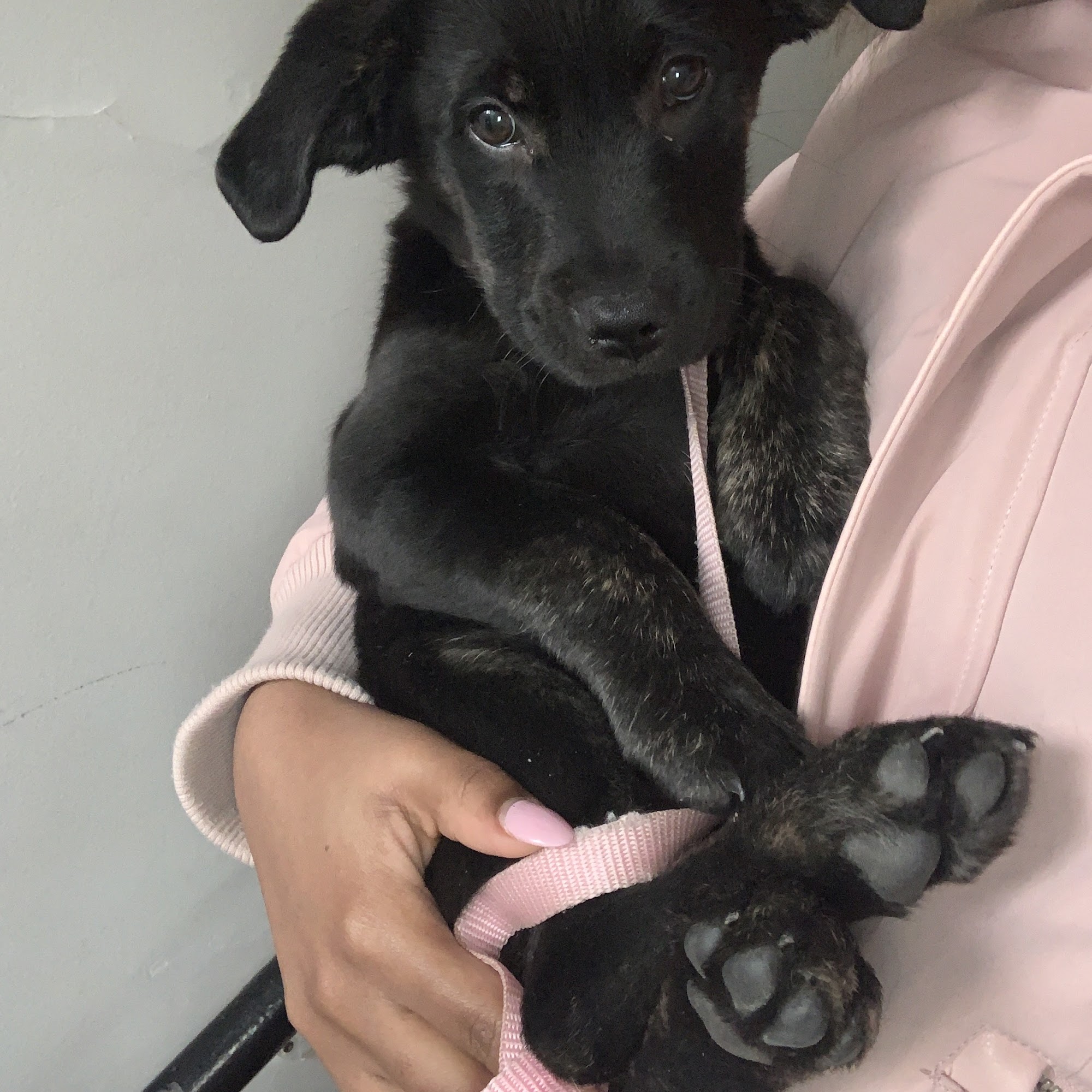 Bark Busters In Home Dog Training - Montreal Westmount