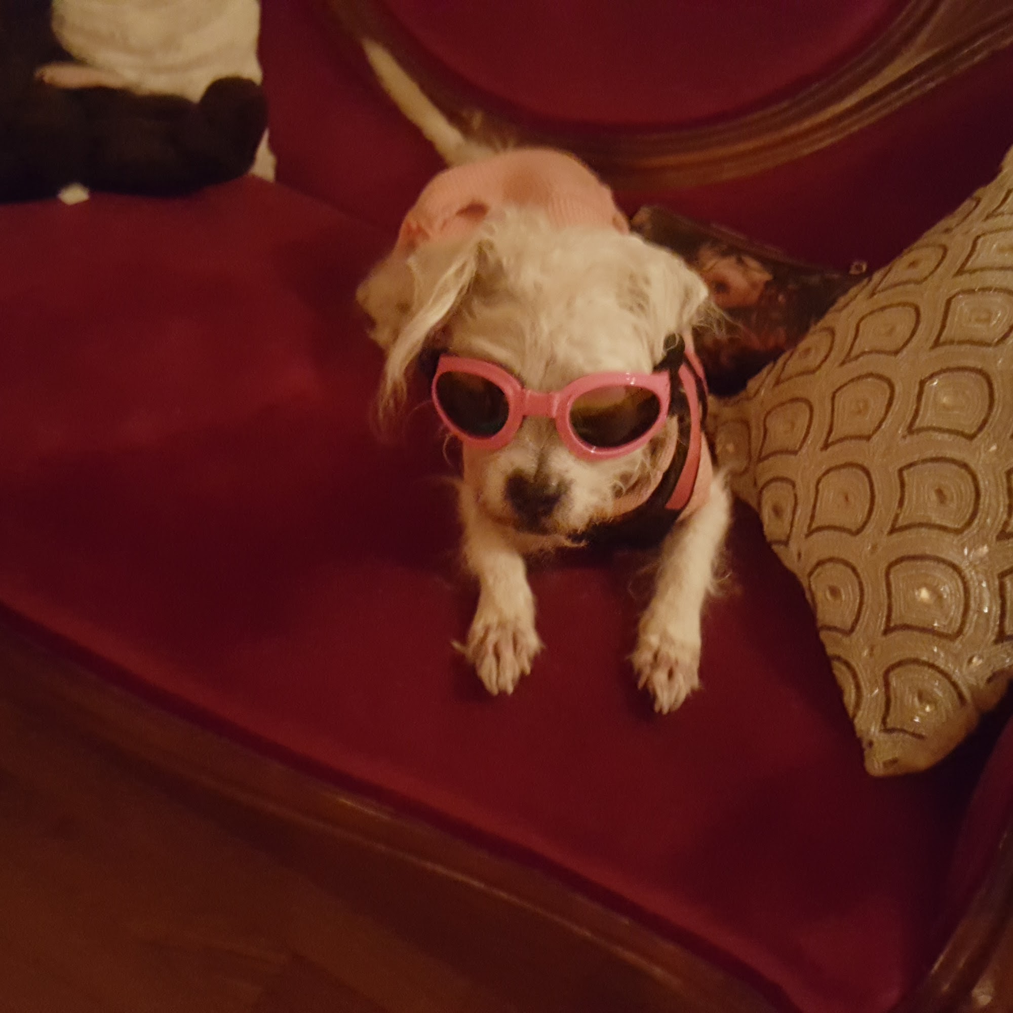 Caldwell Integrative Veterinary Medicine Bristol