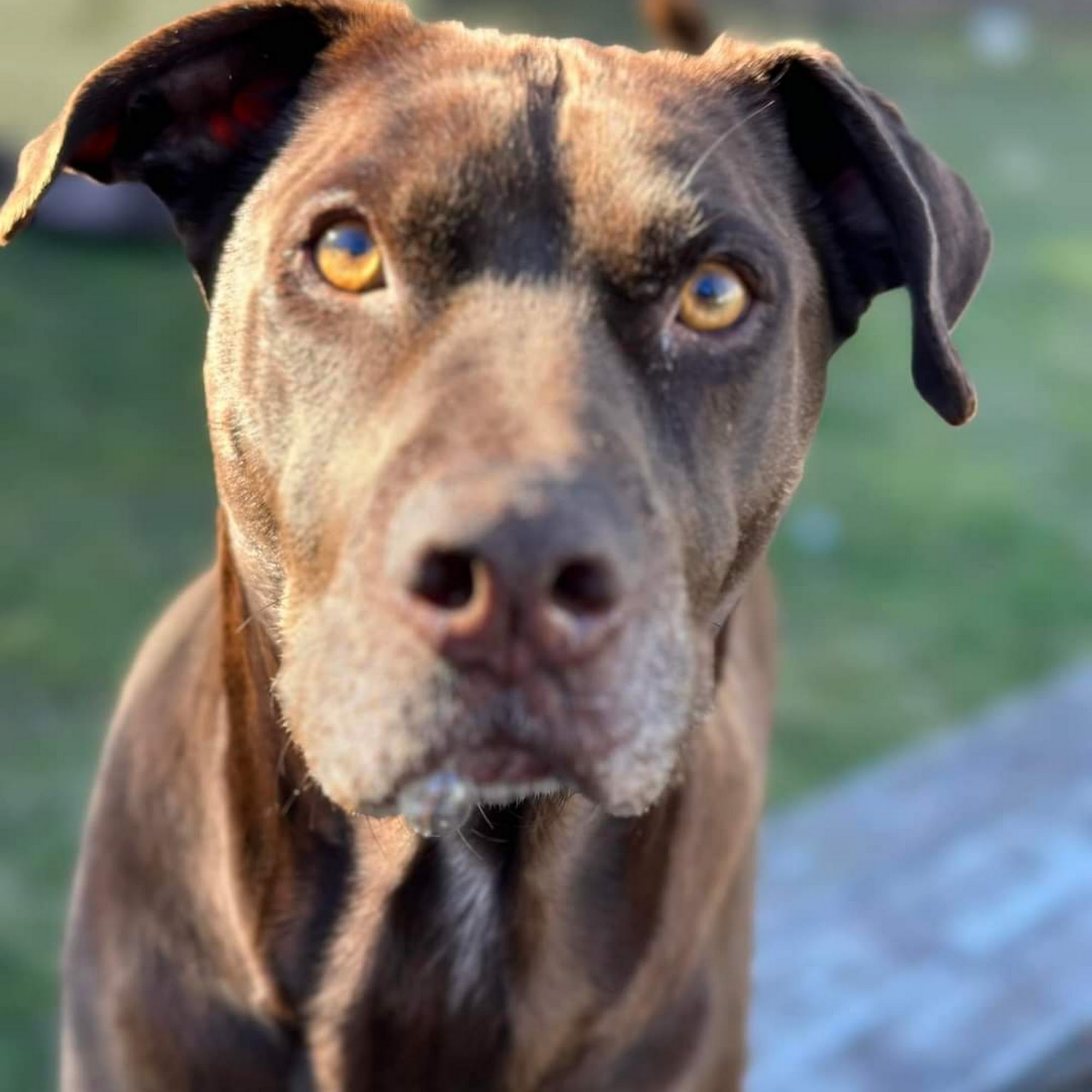 East Bay Kennels Ltd Bristol