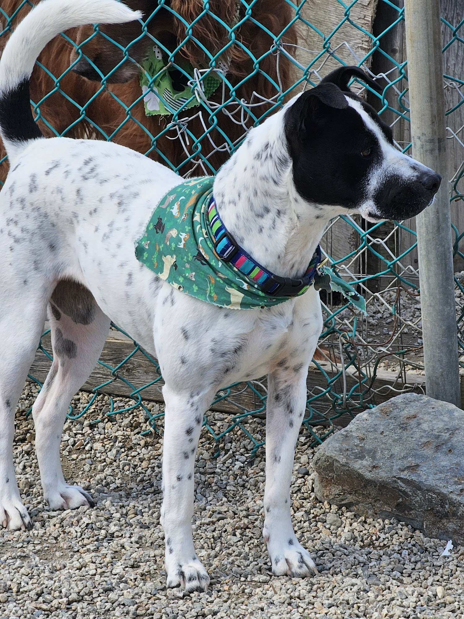 East Bay Kennels Ltd Bristol