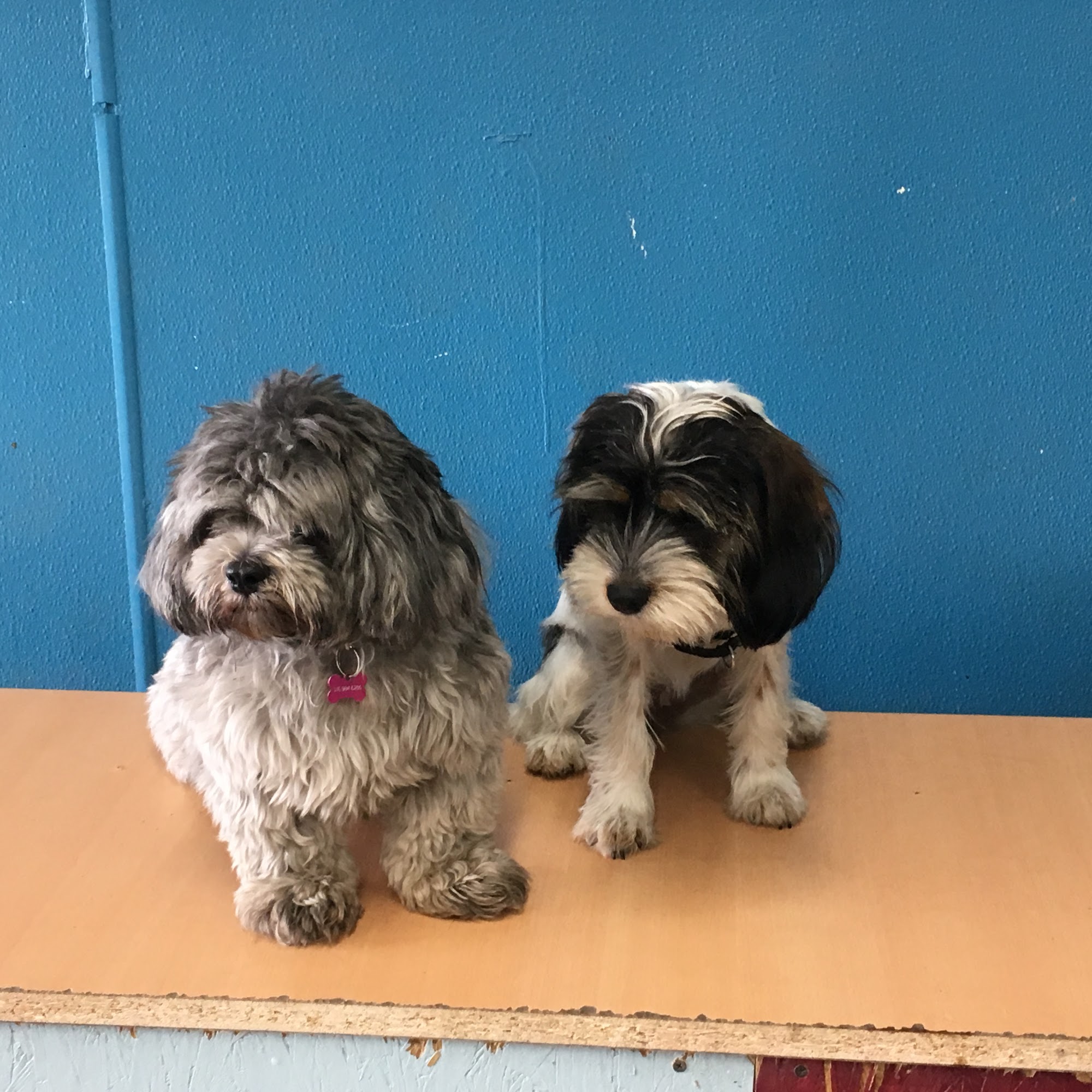 Crate Escape Pet Care & Training Bristol