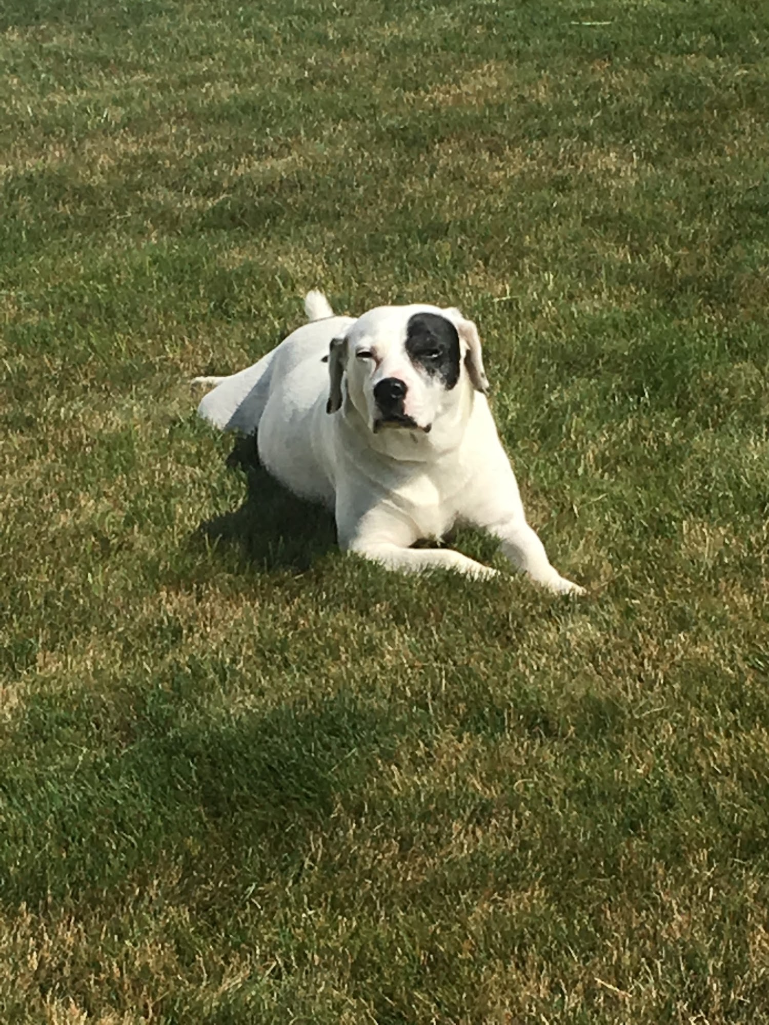 Crate Escape Pet Care & Training Bristol