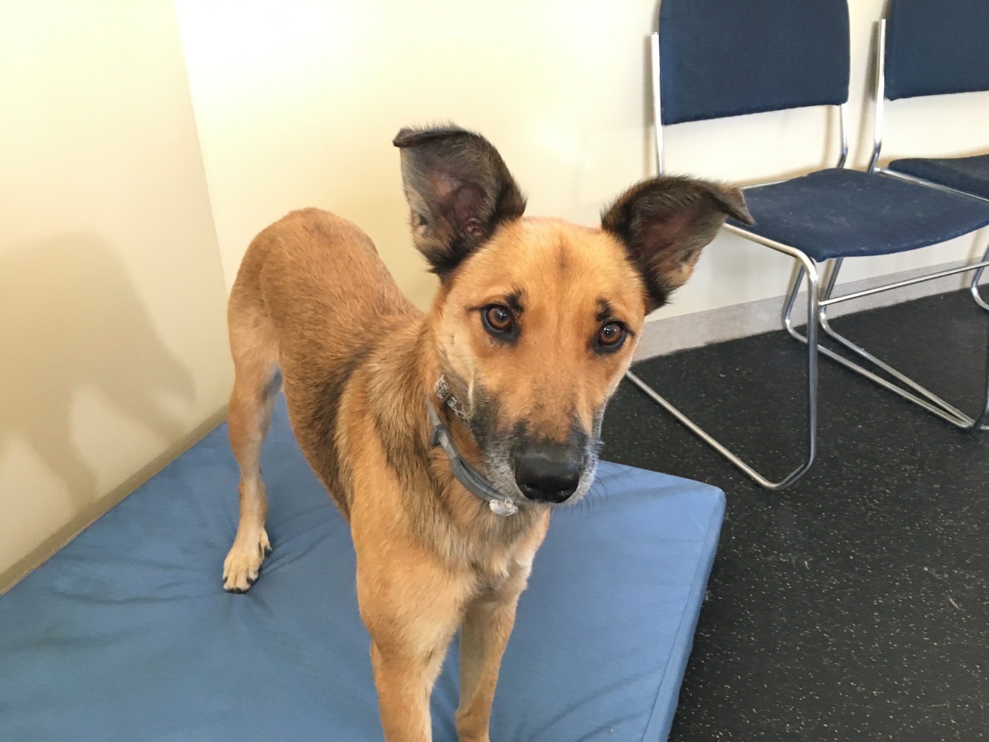 Bristol Animal Shelter Bristol