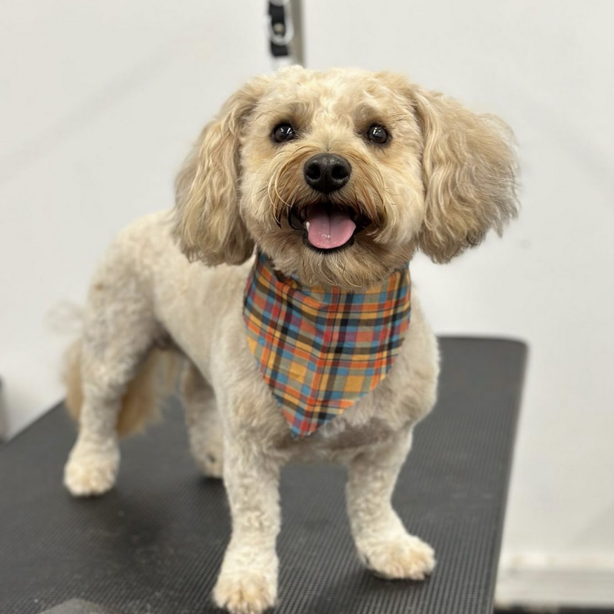 Wicked Awesome Pet Care & Spa Bristol